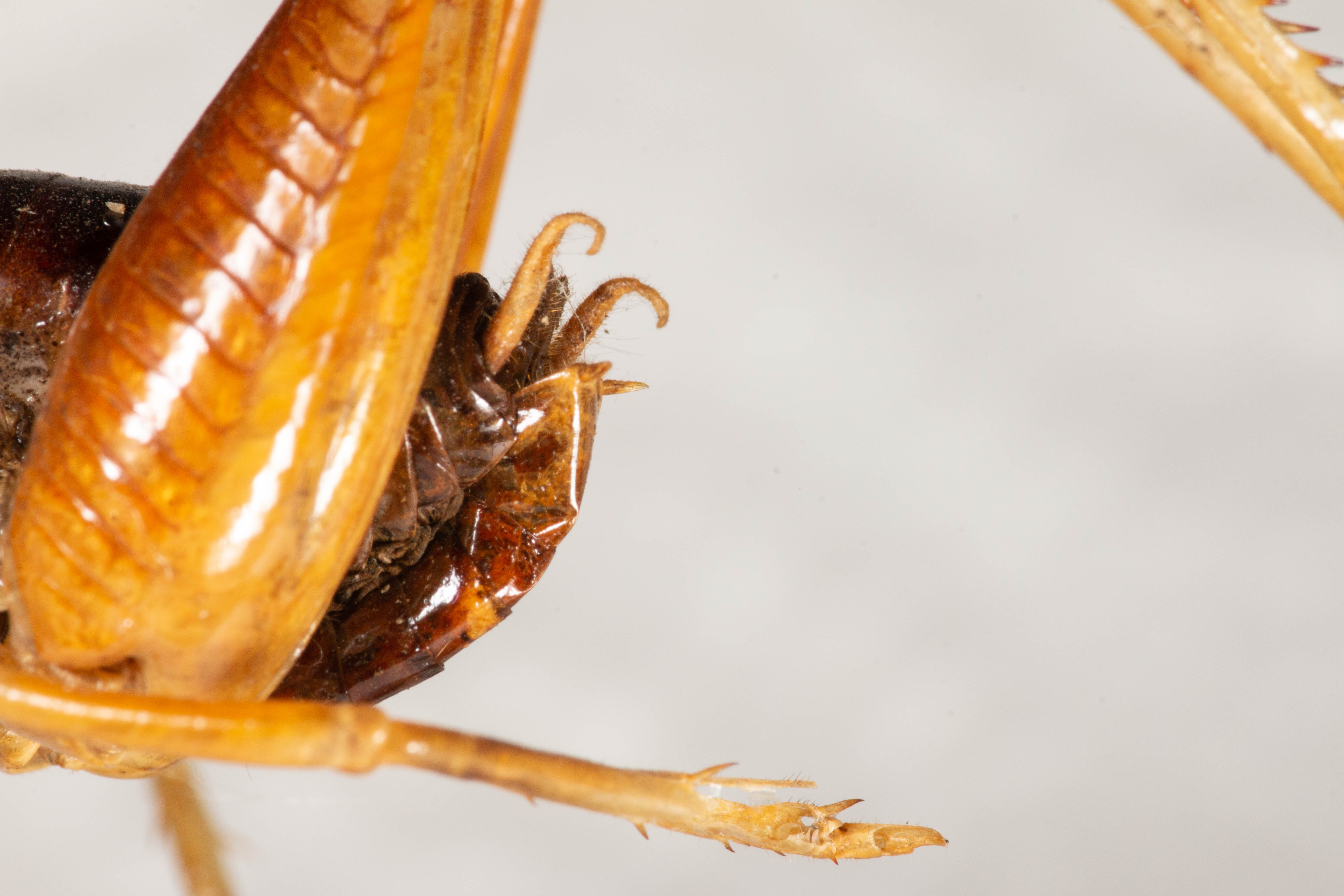CollectionObject 1531306; 184805d7-e3bd-4a04-b1b6-df5a2673c55a: male, lateral view (holotype). (CollectionObject).