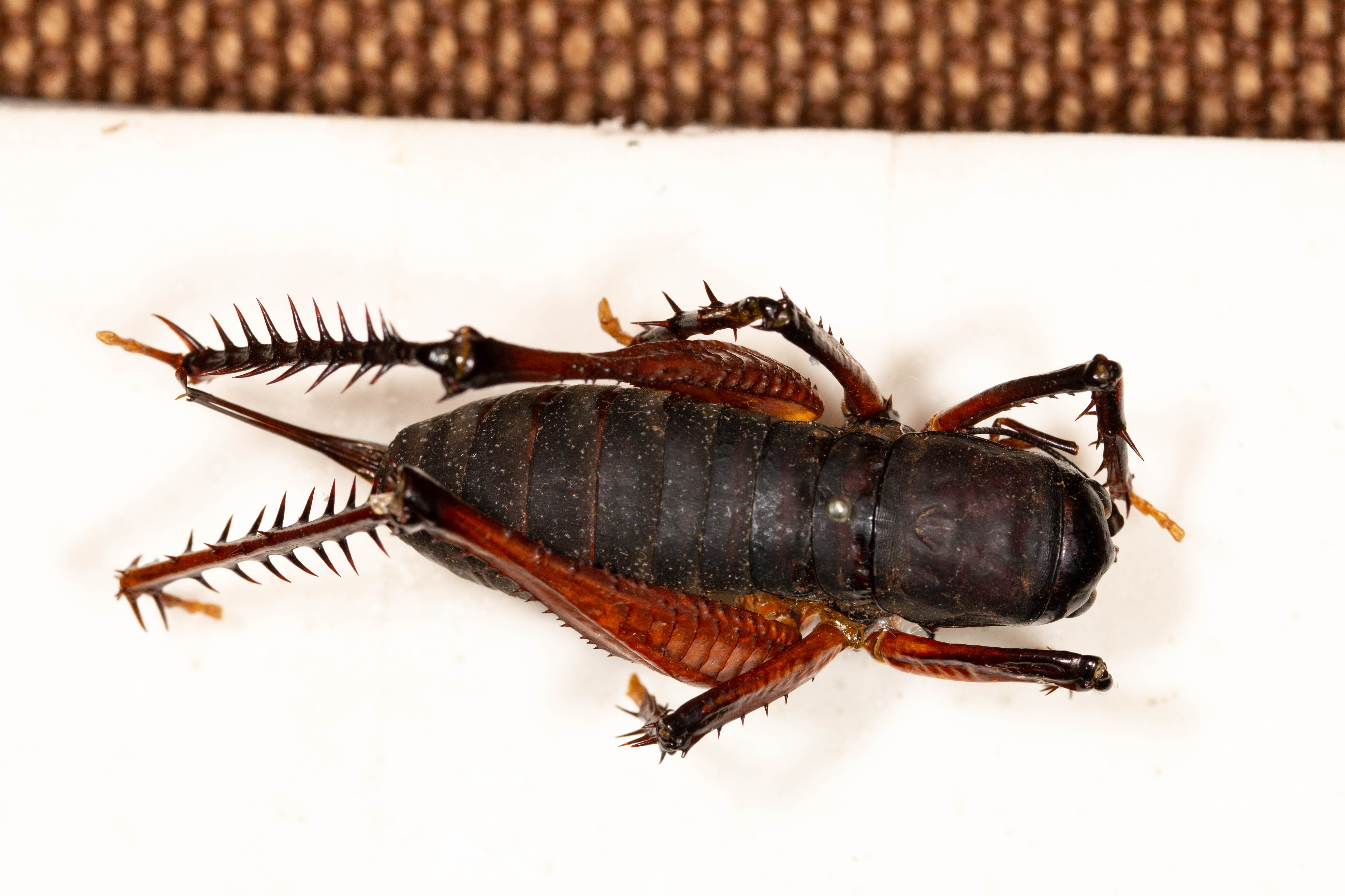 CollectionObject 1531292; NMW coll. Br. v. W. Nr. 20.602, 7e6a5b1d-d10e-4158-a50d-5abee4bad249: female, dorsal view (holotype). (CollectionObject).