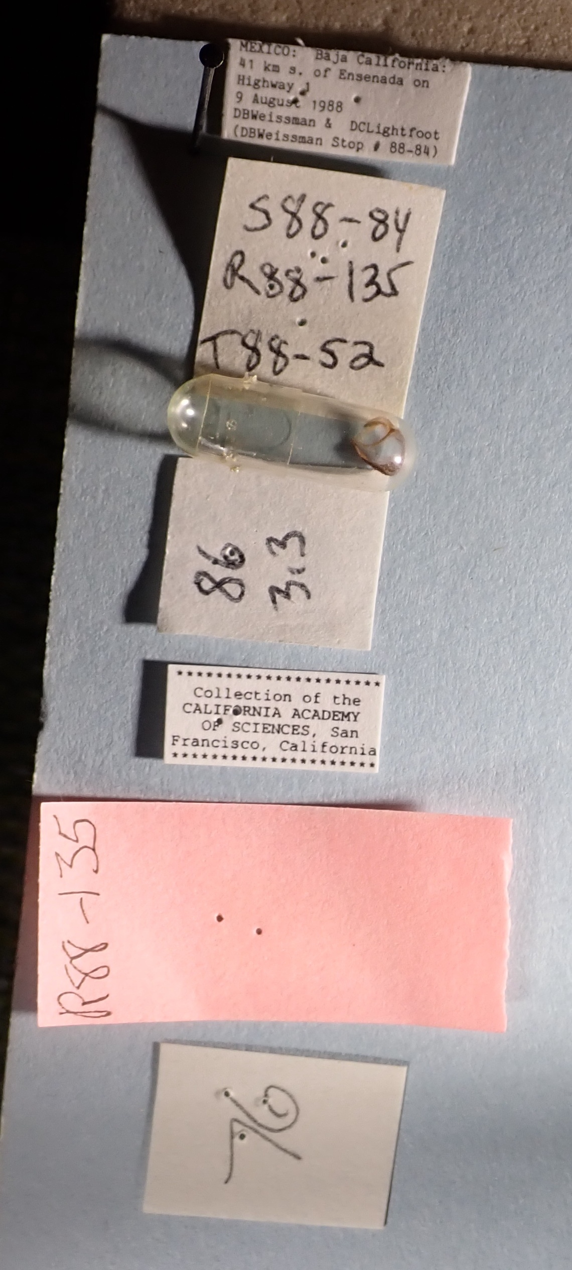 CollectionObject 2602171; 44e469c9-522d-4449-9126-52defe2c7484, CAS Entomology type 20377: excised tegmen in gelcap and labels (holotype). (CollectionObject).