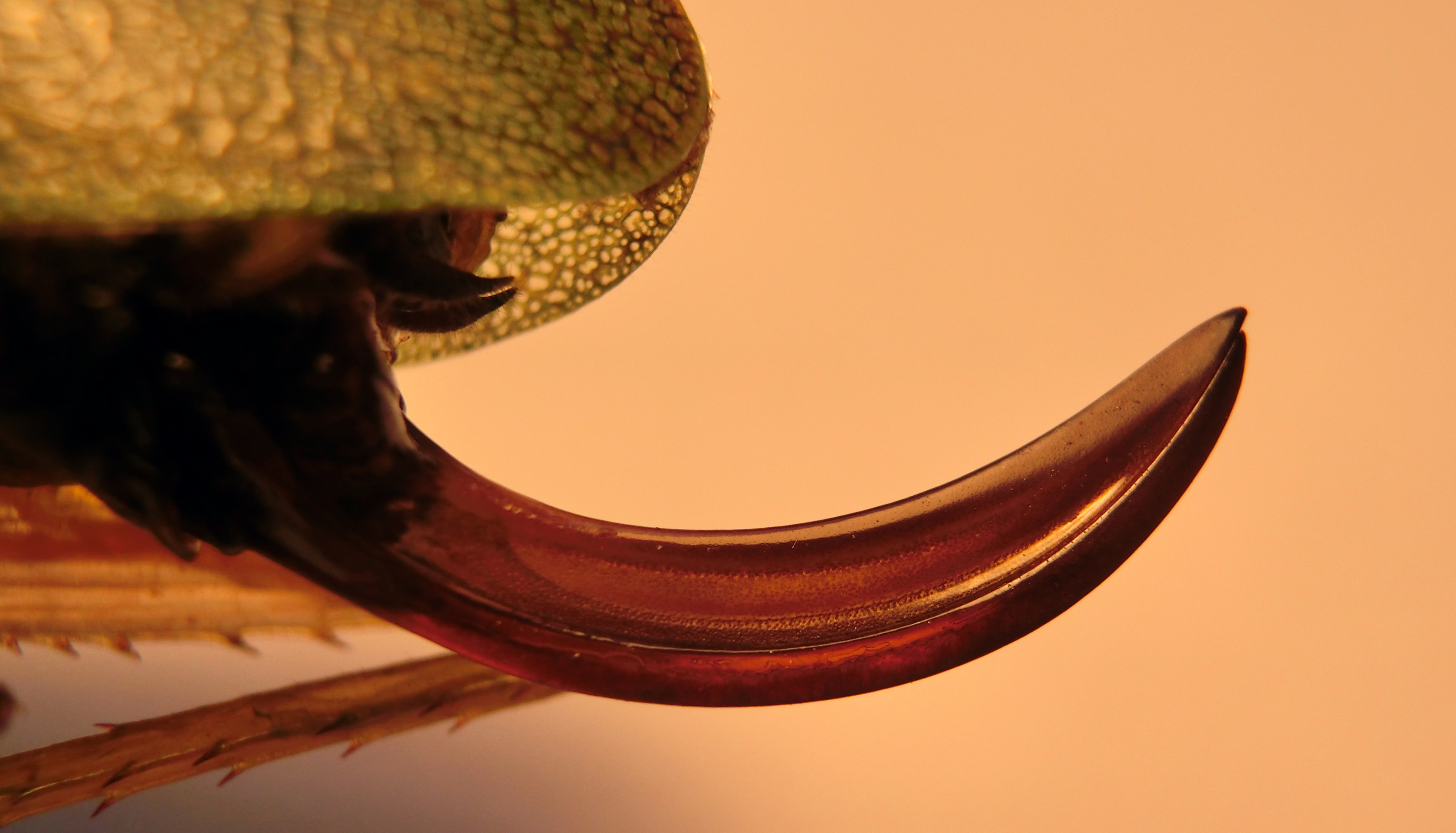 CollectionObject 2622194; 186adb13-a615-4dc3-842b-e95428548286: (CollectionObject).