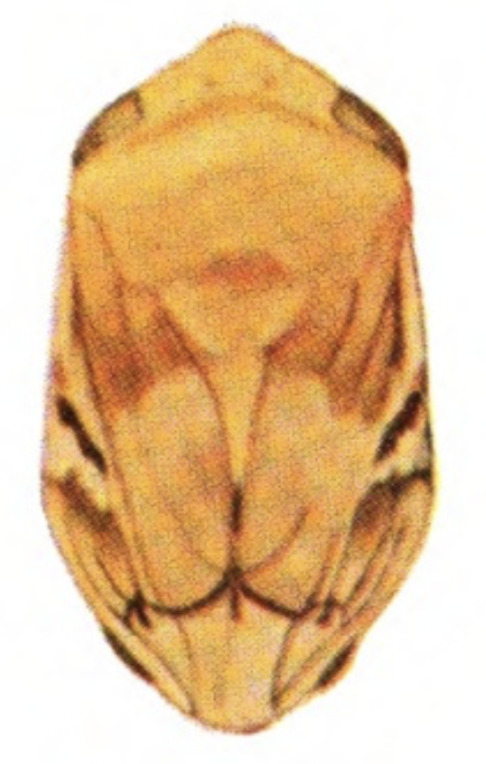 Habitus, dorsal view: !! display not done !! on Clastoptera juniperina Ball, 1919: (Observation).