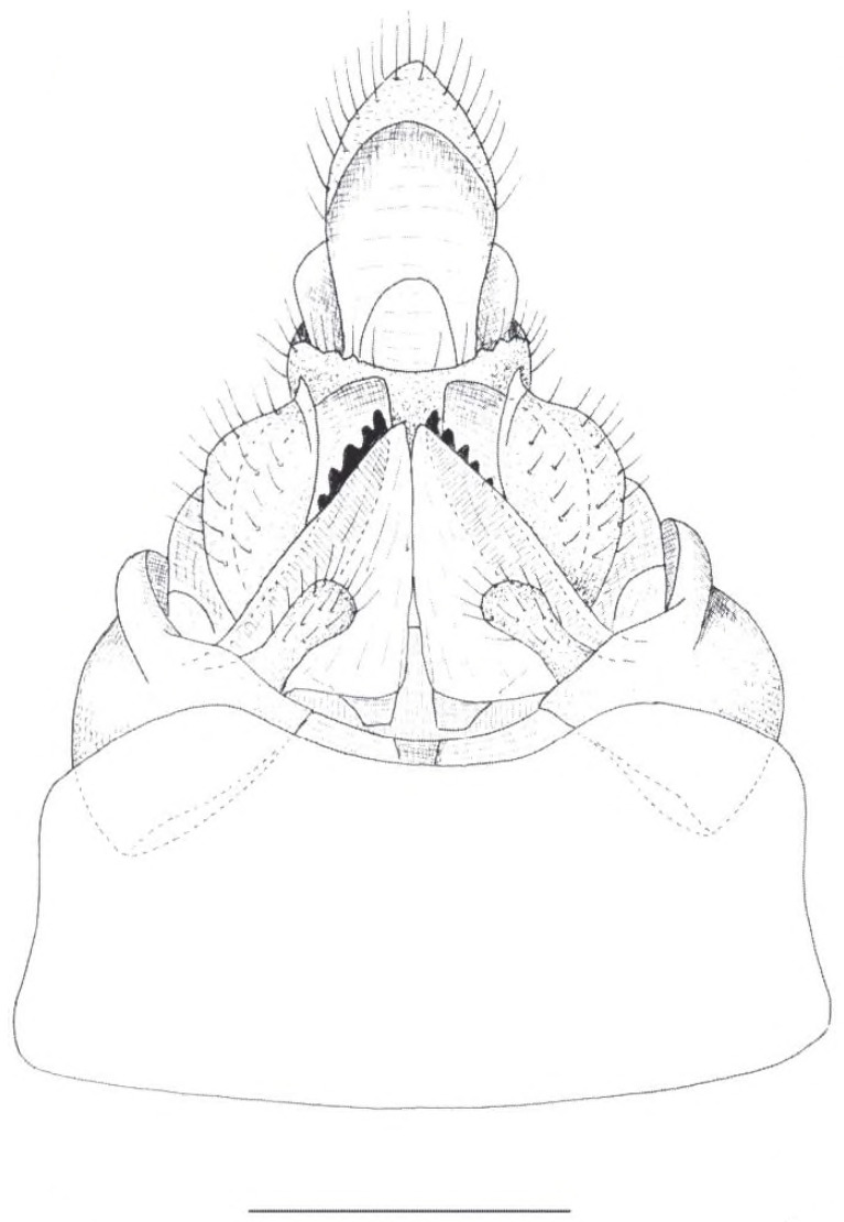 Other: !! display not done !! on Cixidia (Epiptera) lapponica (Zetterstedt, 1837): (Observation).