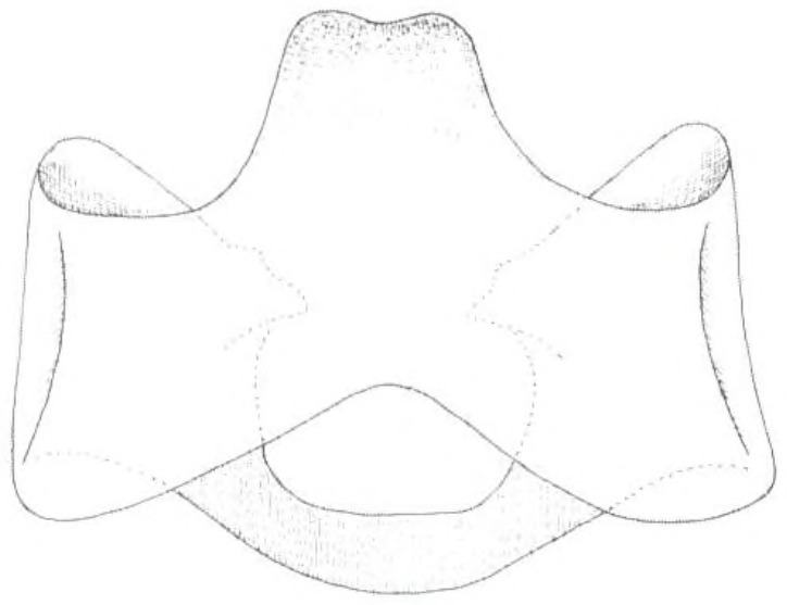 Cixidia (Epiptera) skaloula Asche, 2015: (Otu).