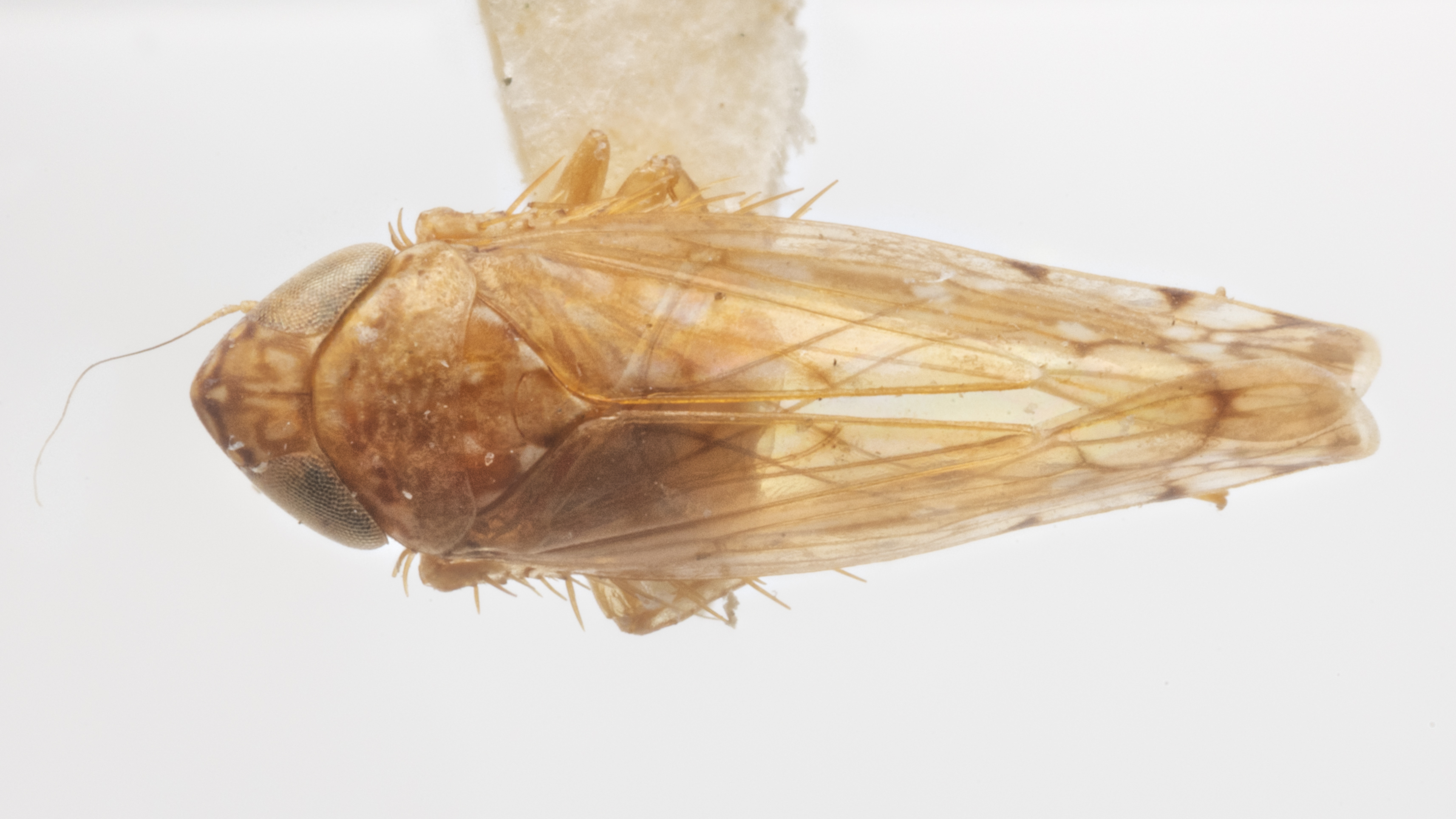 Habitus, dorsal view: !! display not done !! on Osbornellus ater Beamer, 1937: (Observation).