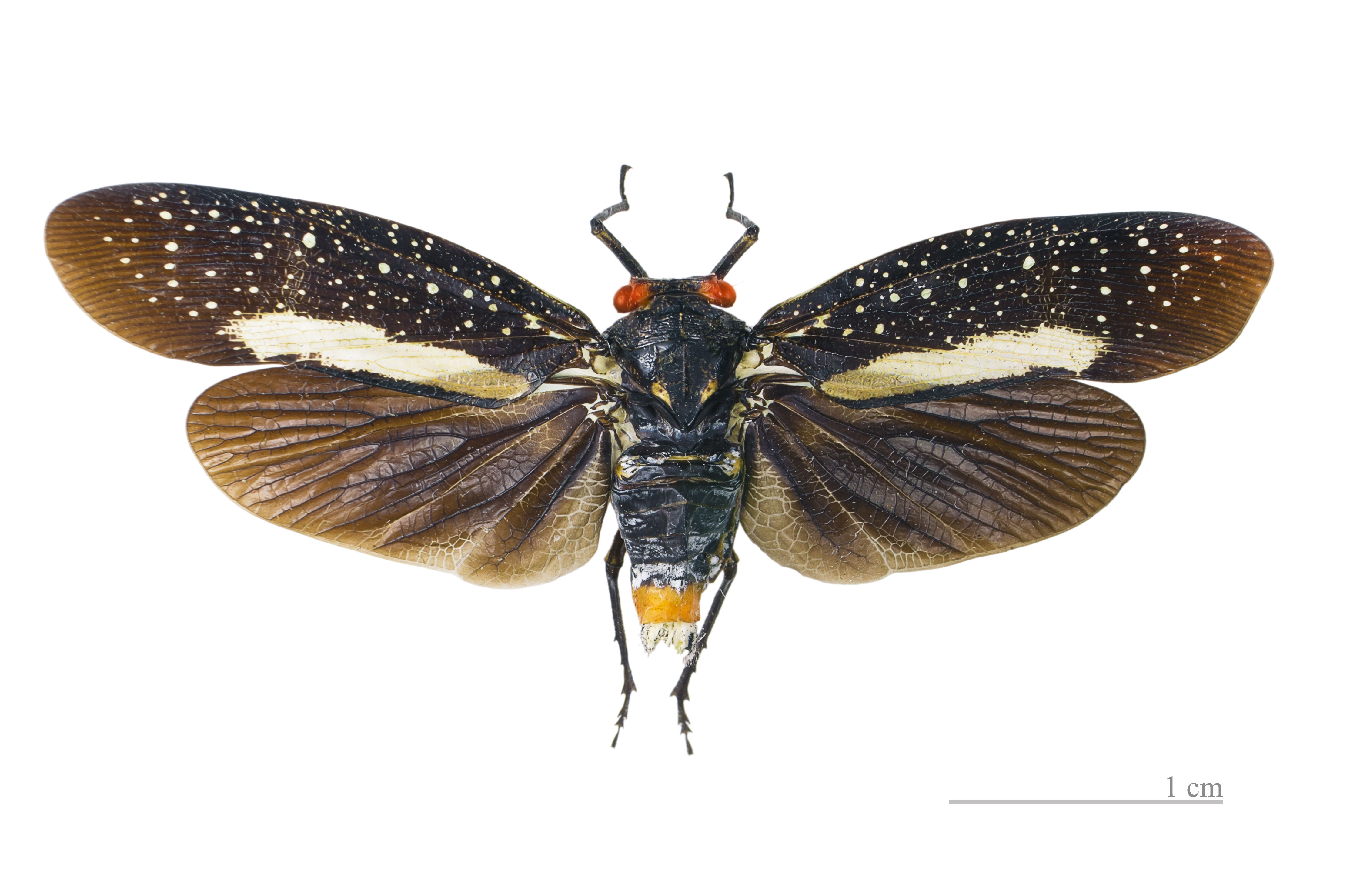 Habitus, dorsal view: !! display not done !! on Lystra lanata (Linnaeus, 1758): Lystra lanata MHNT. Locality : Piste Isnard, Saint-Laurent-du-Maroni, French Guiana. (Observation).