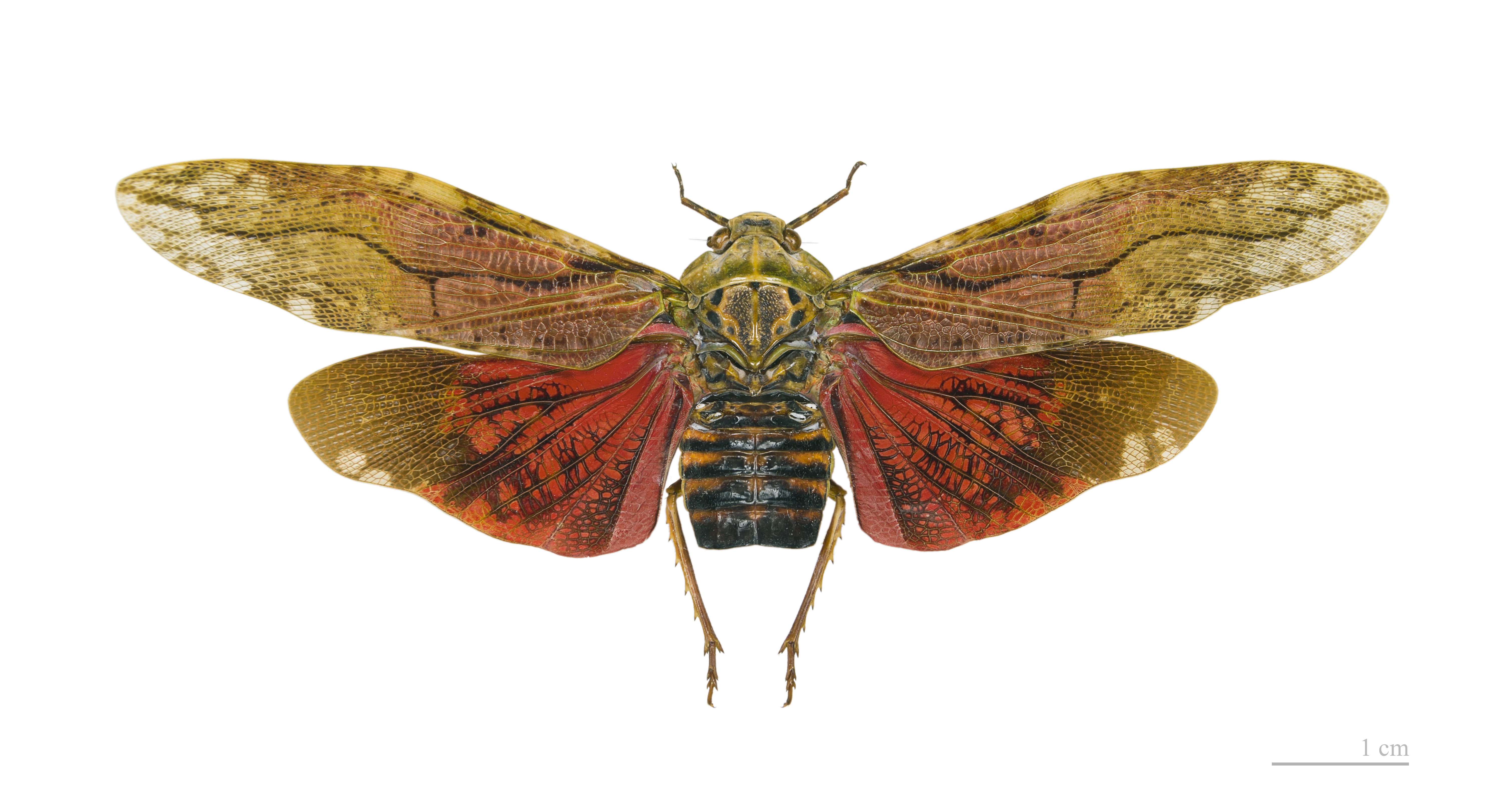 Habitus, dorsal view: !! display not done !! on Aracynthus sanguineus (Olivier, 1792): Aracynthus sanguineus MHNT. Locality : Mt Singes, Kourou, French Guiana. (Observation).