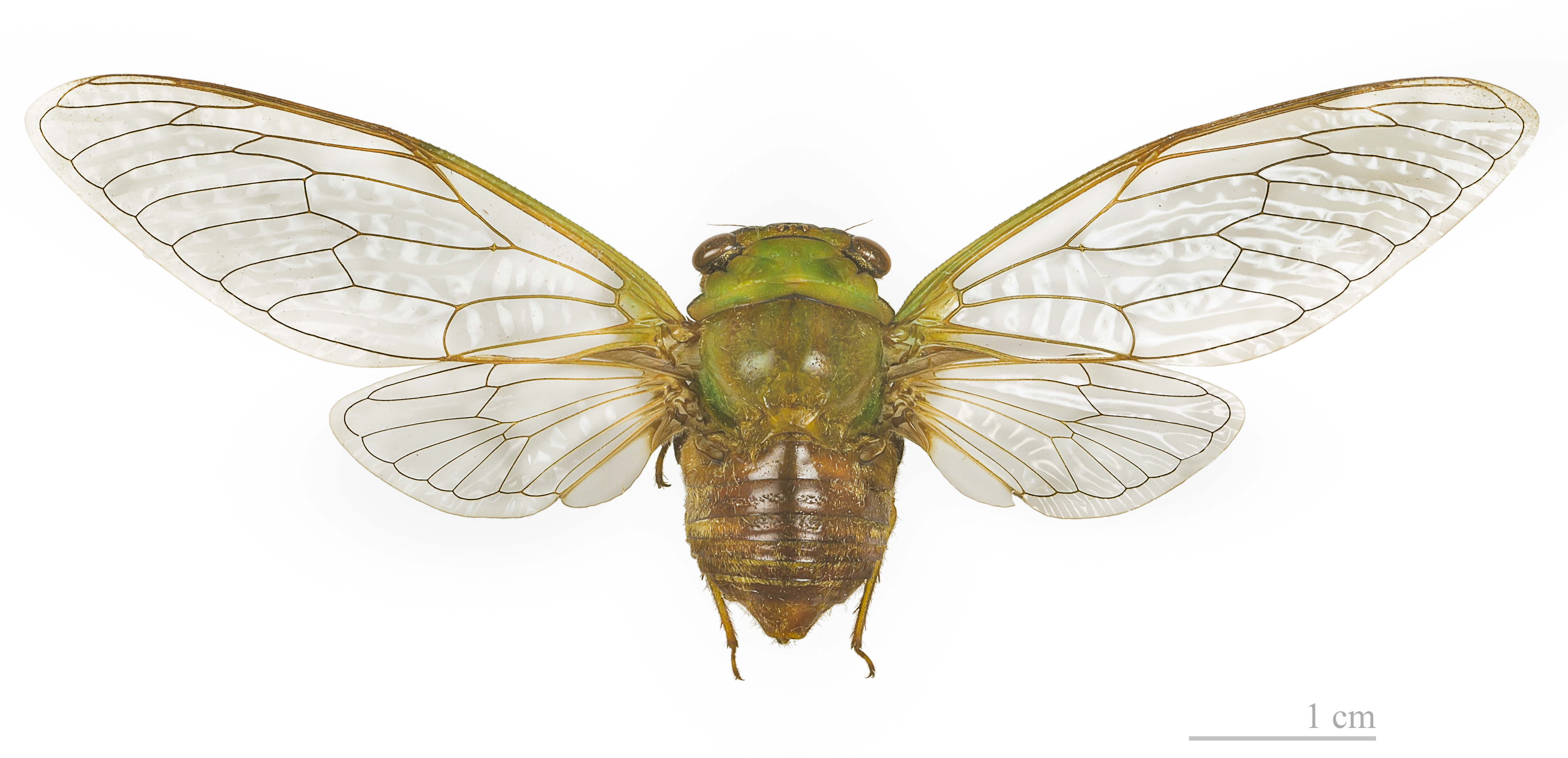 Habitus, dorsal view: !! display not done !! on Guyalna bicolor (Olivier, 1791): Dorisiana bicolor MHNT. Locality : crossroads, "Piste Risquetout, route Saut Léodate", Montsinéry, French Guianna. (Observation).