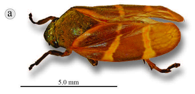 Habitus, lateral view: !! display not done !! on Aeneolamia contigua (Walker, 1851): (Observation).