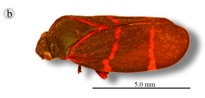Habitus, lateral view: !! display not done !! on Aeneolamia contigua campecheana Fennah, 1951: (Observation).