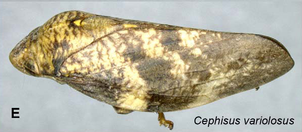 Habitus, lateral view: !! display not done !! on Cephisus variolosus (Walker, 1858): (Observation).