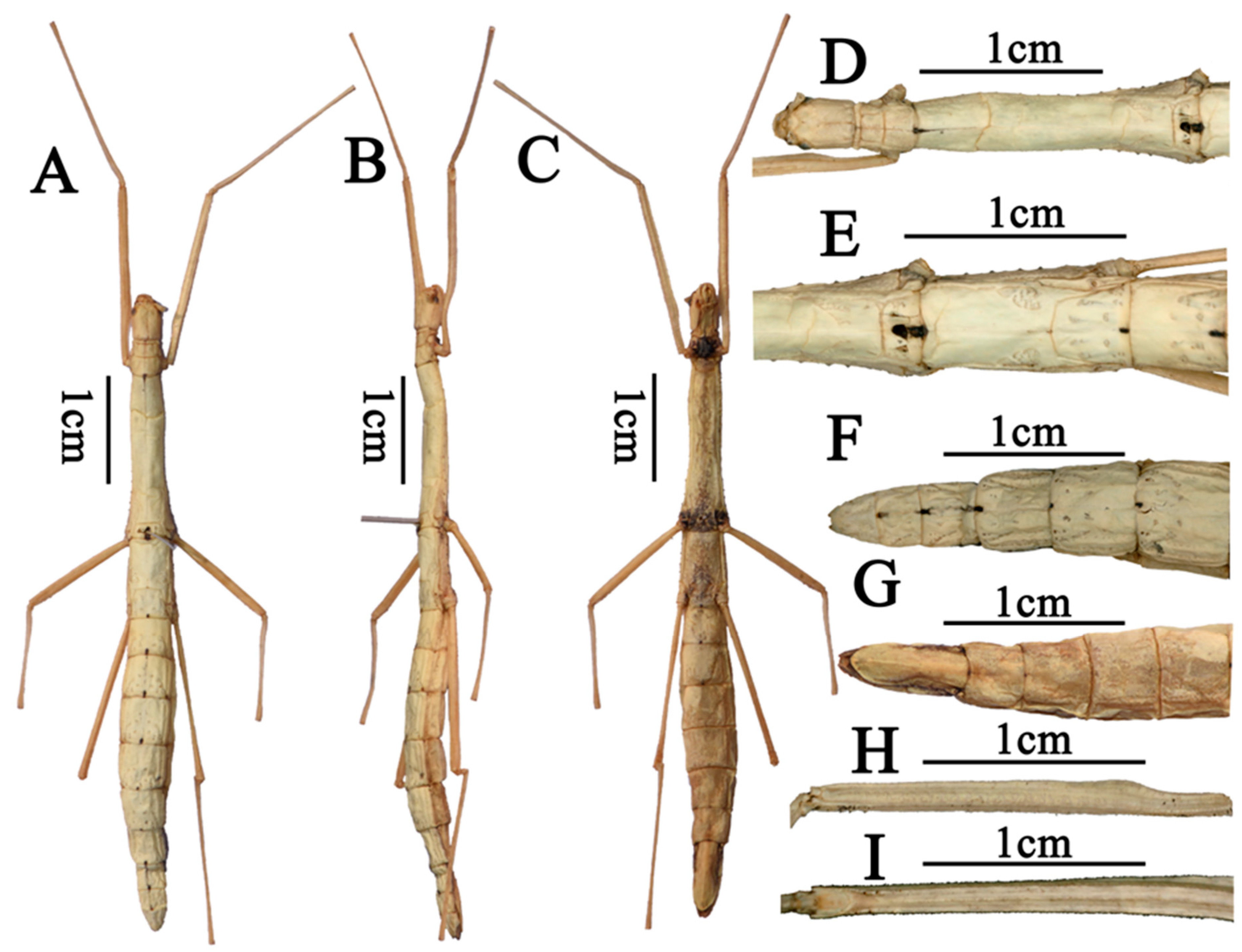 CollectionObject 2707652; 00120385-2782-4cd8-8cbc-e718bff660f6: Female (holotype). Female (holotype) of synonym Pseudoparamenexenus beiliuensis, copyright CC BY 4.0 https://doi.org/ 10.3390/d17090637. (CollectionObject).