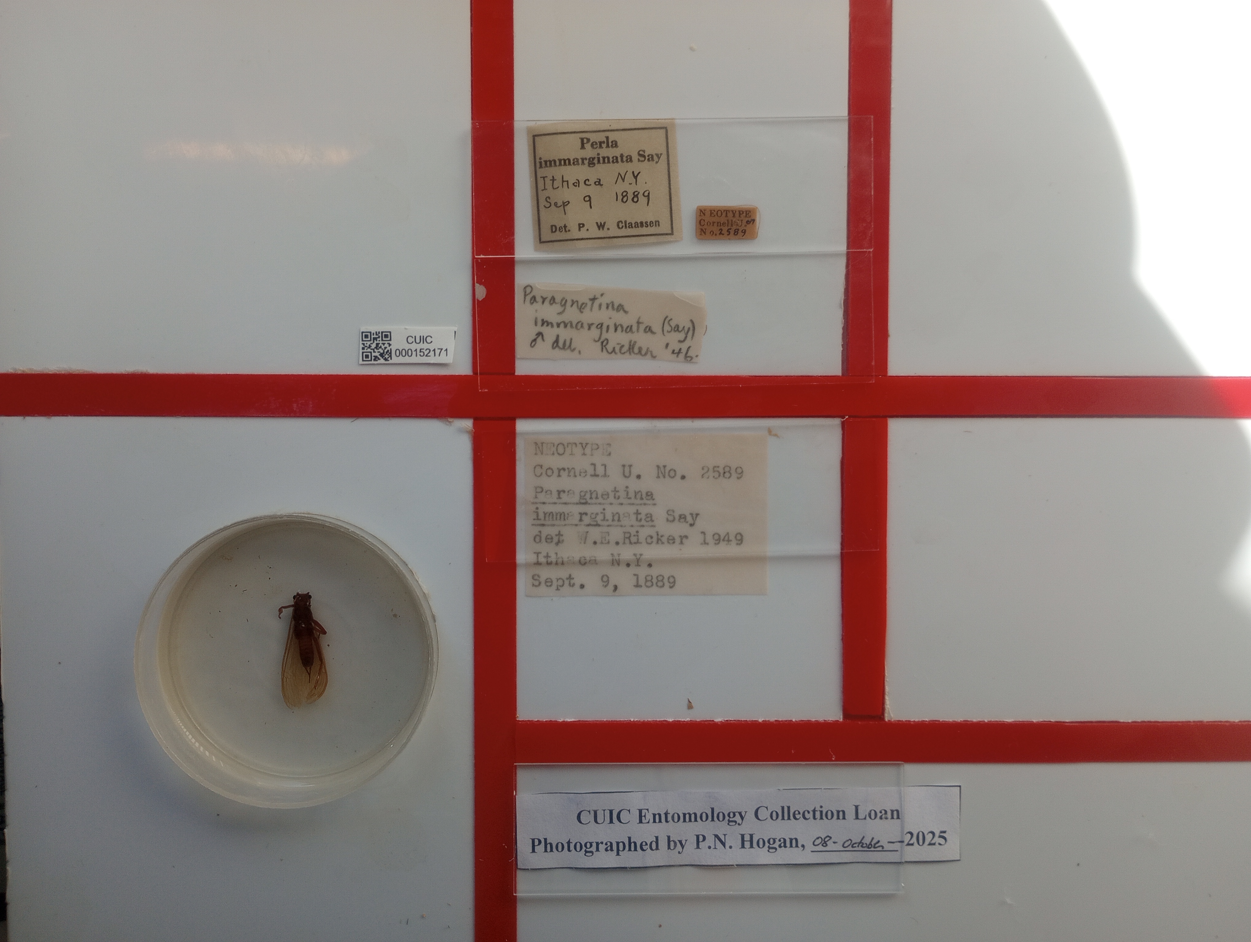 Paragnetina immarginata (Say, 1823): (Otu).