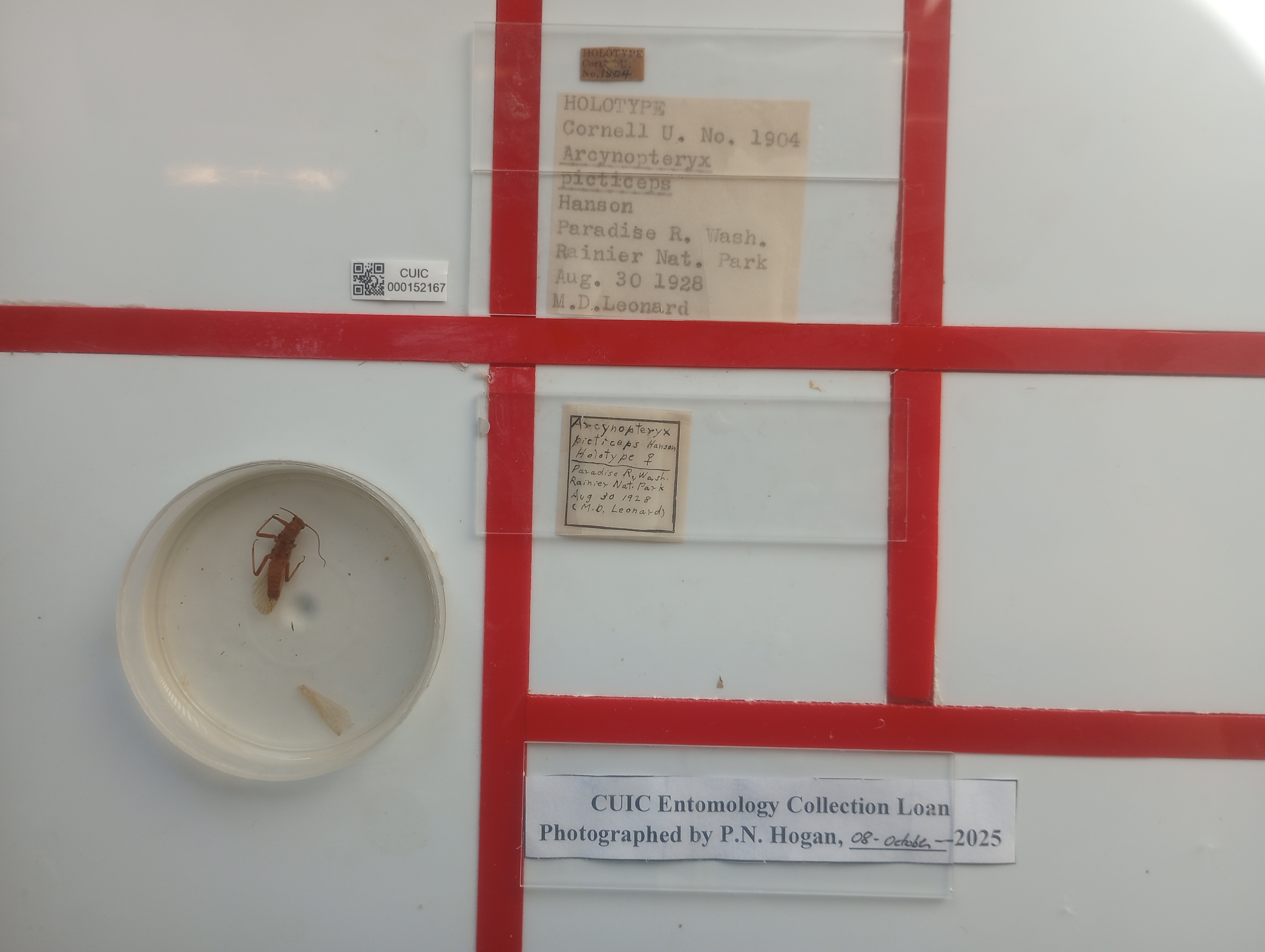 Frisonia picticeps (Hanson, 1942): (Otu).