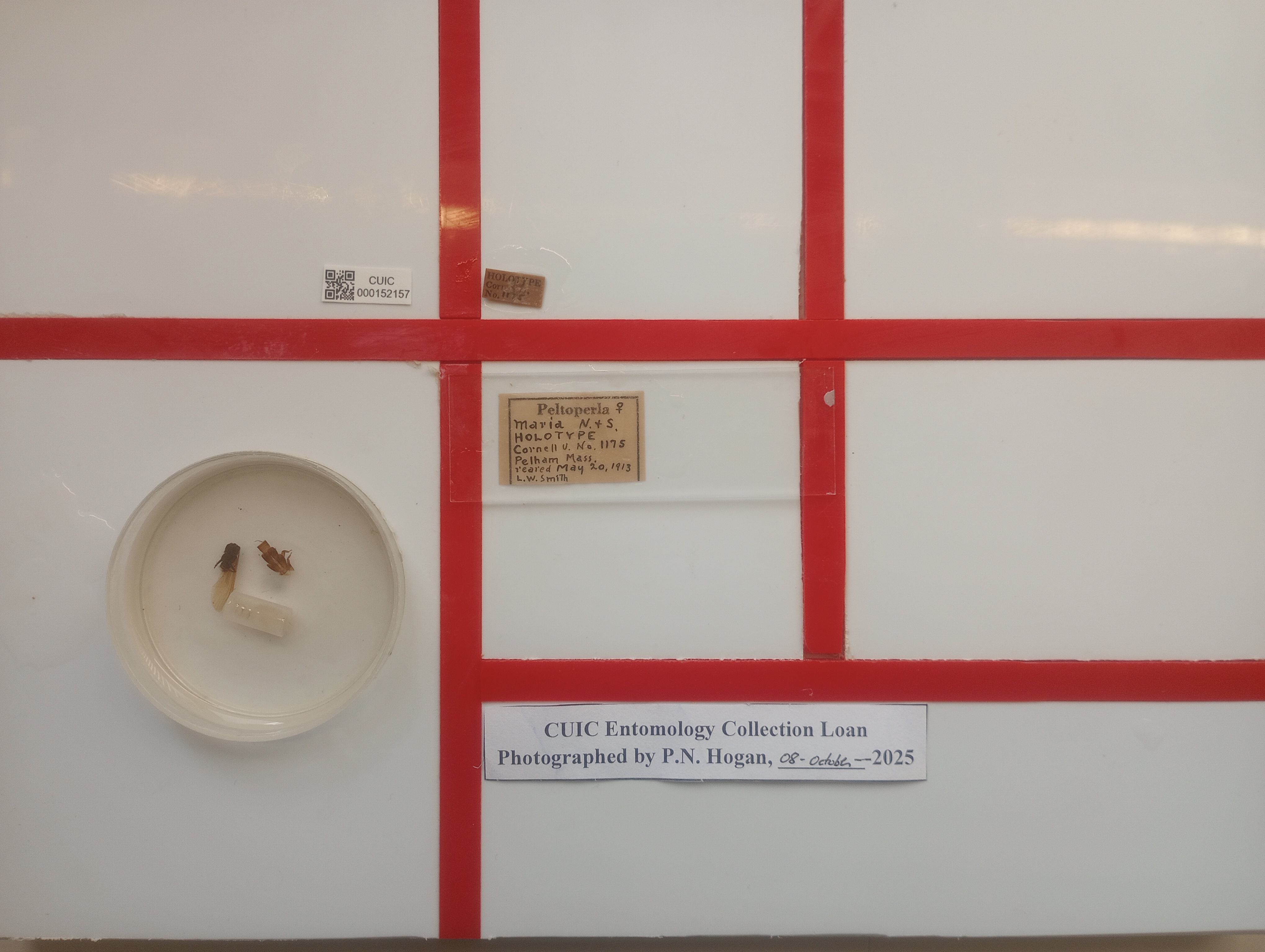 Tallaperla maria (Needham & Smith, 1916): (Otu).