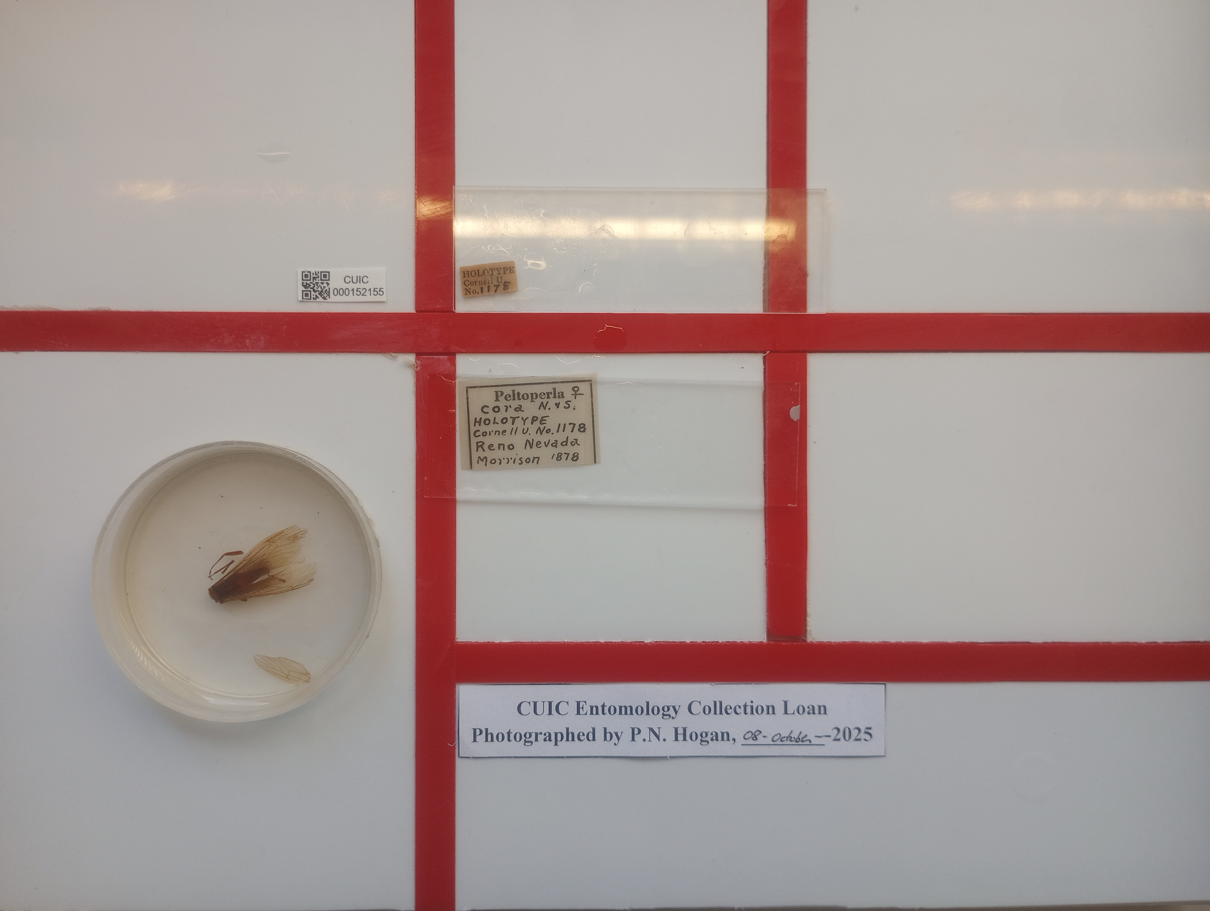 Sierraperla cora (Needham & Smith, 1916): (Otu).