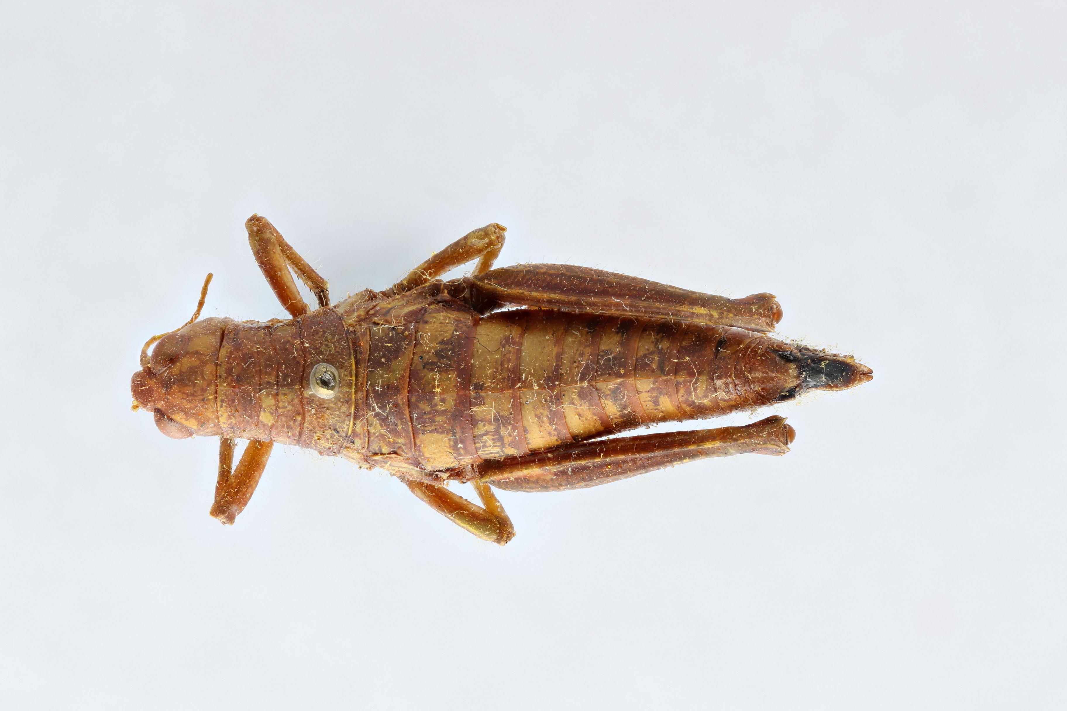 CollectionObject 2713497; ce2f71d6-910d-4995-84c4-69f353394003, CNCI 311920: Booneacris alticola. Booneacris alticola Female (Dorsal) Paratype. (CollectionObject).