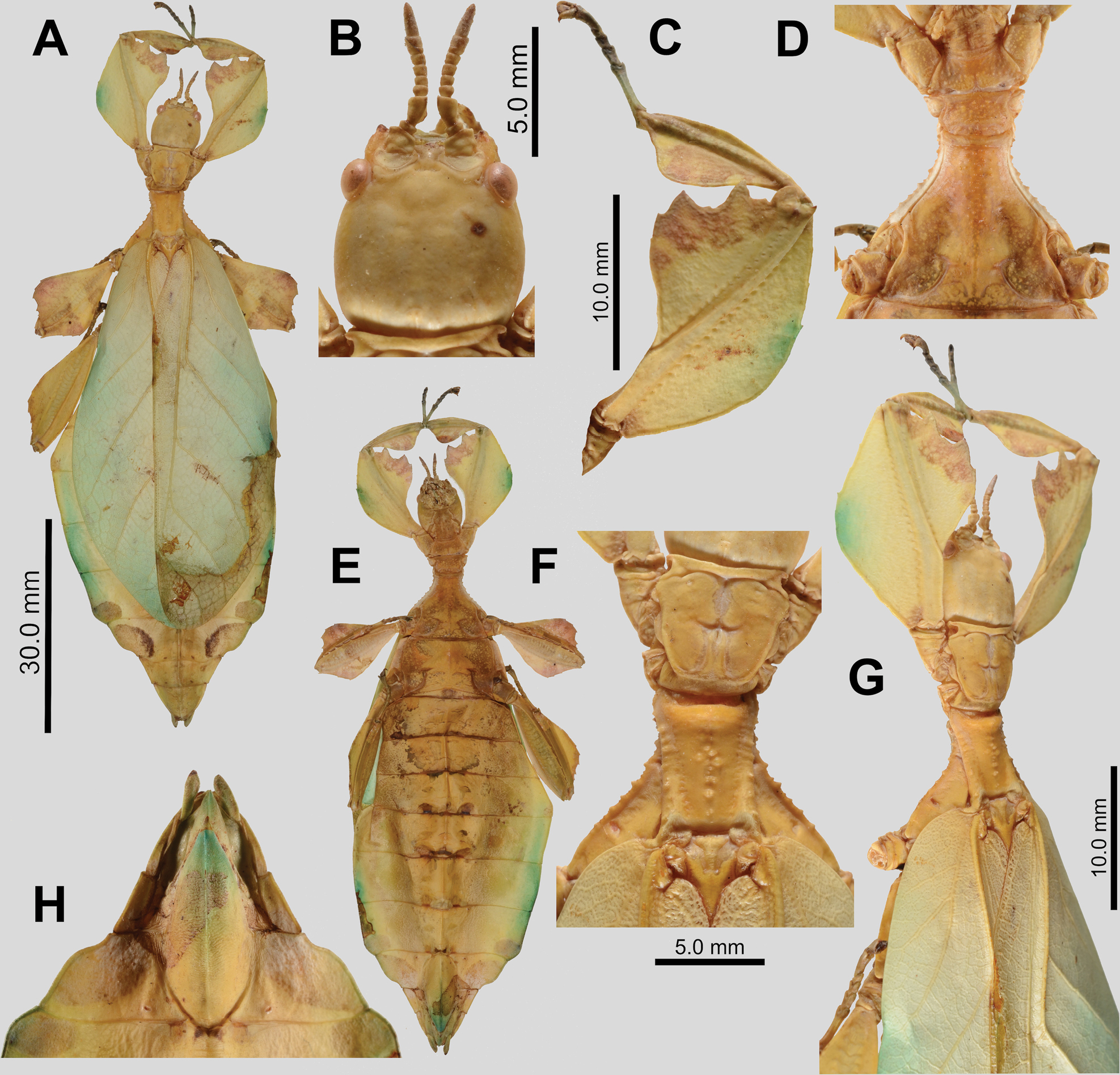 CollectionObject 2714633; 4db8c8c8-c75e-4ba0-aad0-b72059816cc1: copyright ZSM. female (holotype). (CollectionObject).