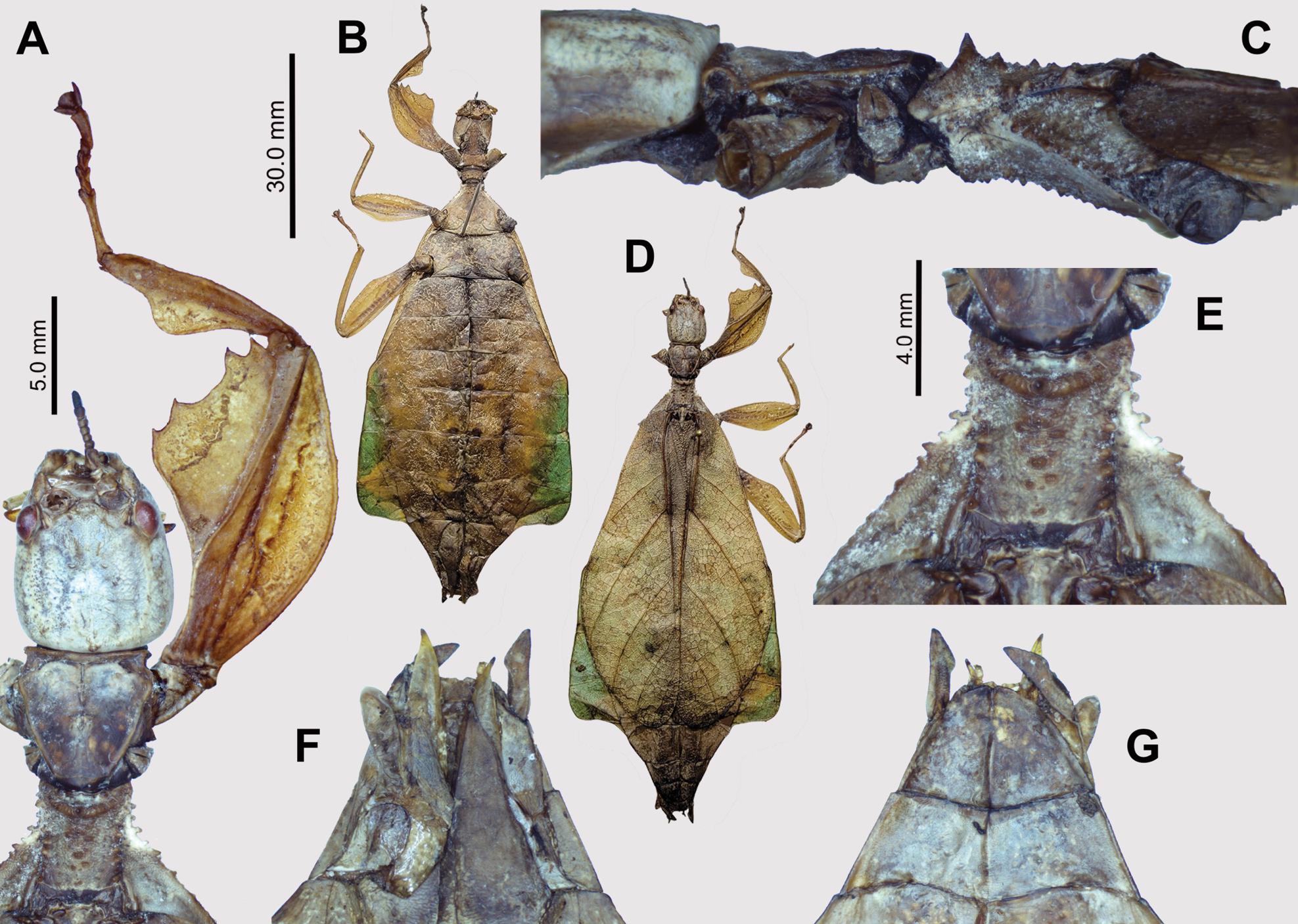 CollectionObject 2714578; a5f7fc01-a077-4667-aba9-10c2e2591540: copyright IMQC. female (holotype). (CollectionObject).