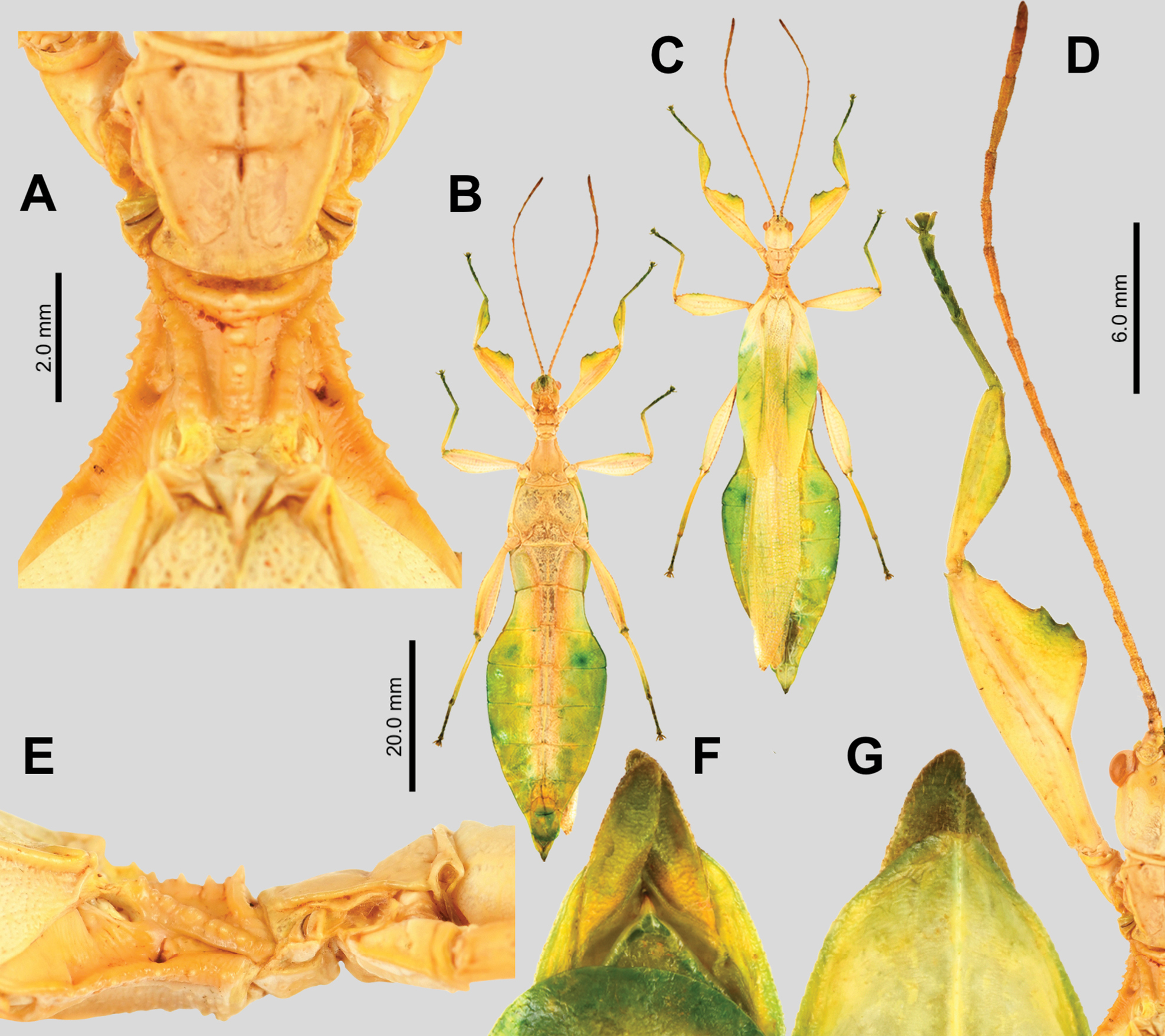 CollectionObject 2714628; a8357257-6a1c-45a7-b081-c6029c3535b9: copyright IMQC. female (holotype). (CollectionObject).