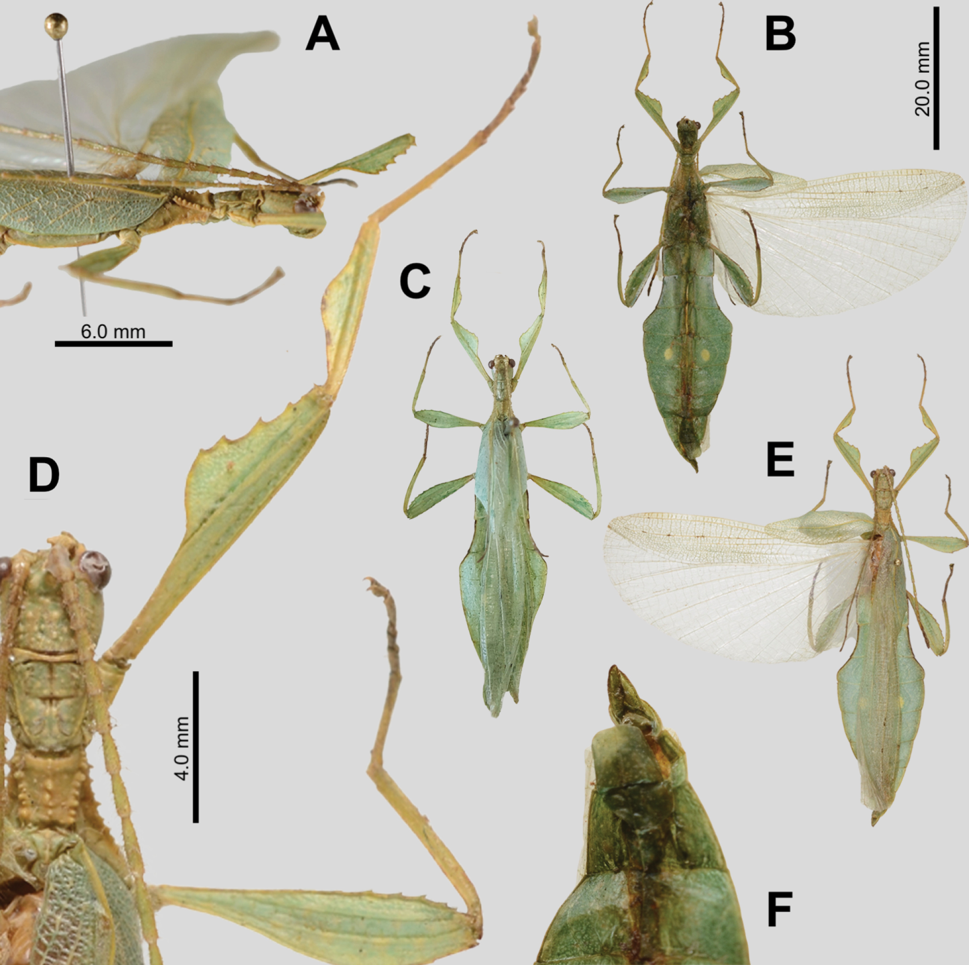 CollectionObject 2714652; dc5f0c76-e50c-44eb-9ca3-9a53f1d4b20a: copyright RBINS. male (holotype) and male (paratypes). (CollectionObject).