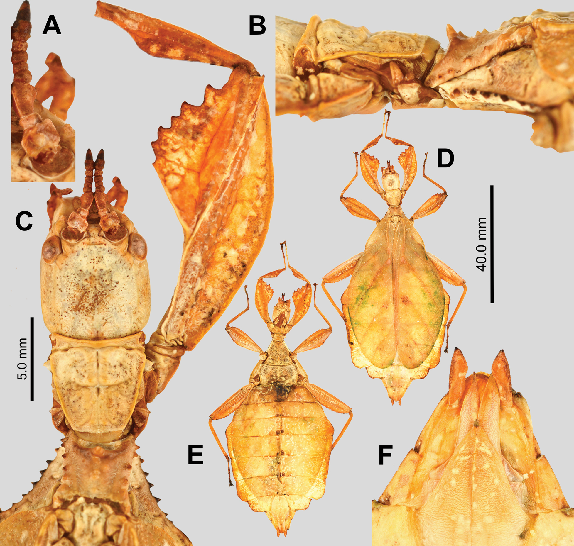 CollectionObject 2714657; 769e2e7e-d079-40f9-b0e7-7f9fbbceb969: copyright IMQC. female (holotype). (CollectionObject).