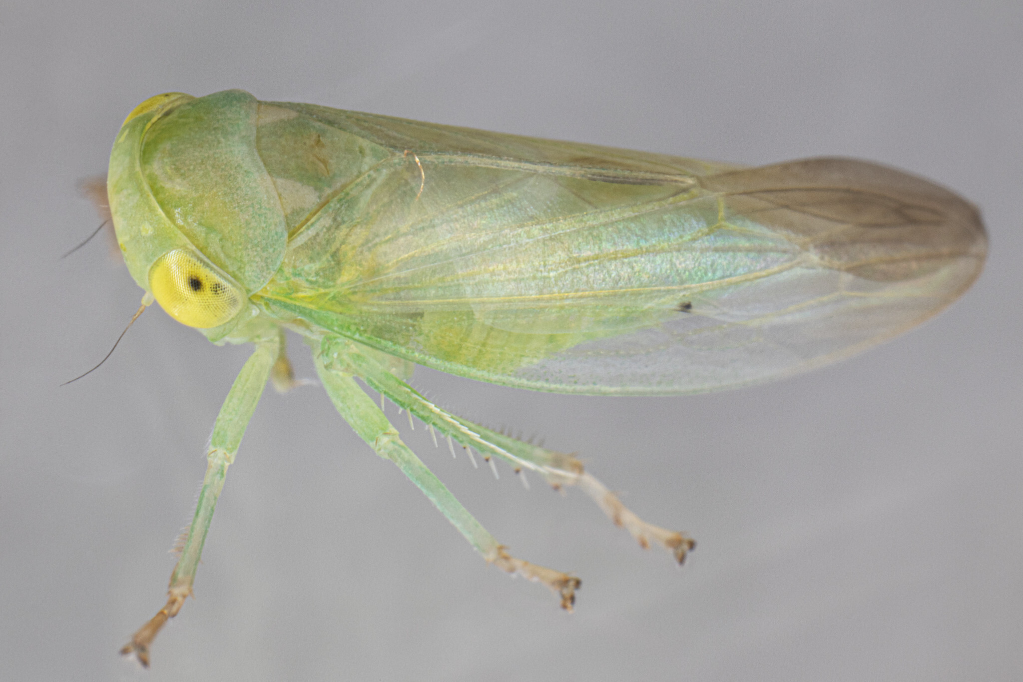 Live specimen: !! display not done !! on Populicerus pallidus (Fitch, 1851): (Observation).