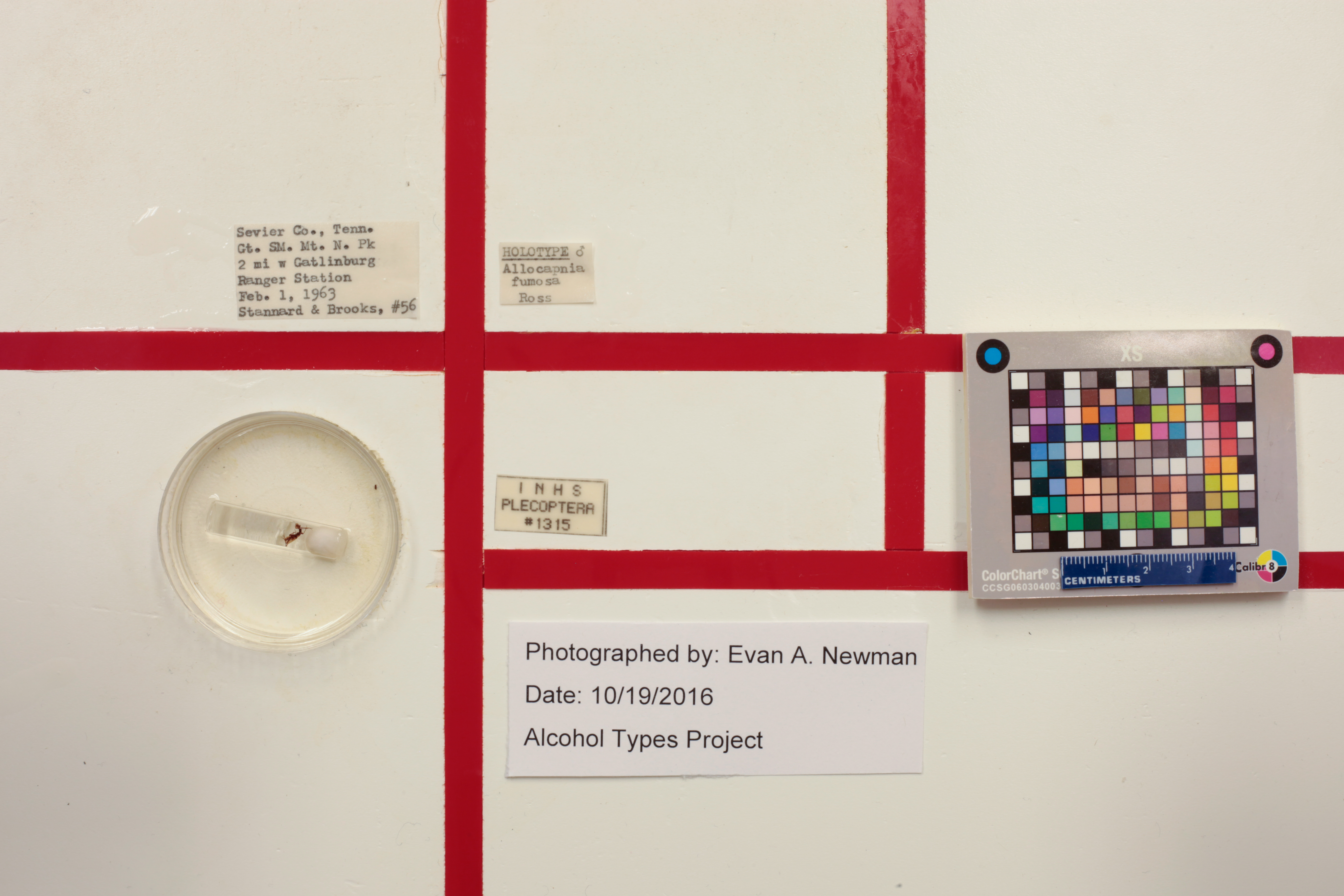 Allocapnia fumosa Ross, 1964: Holotype label data. (Otu).