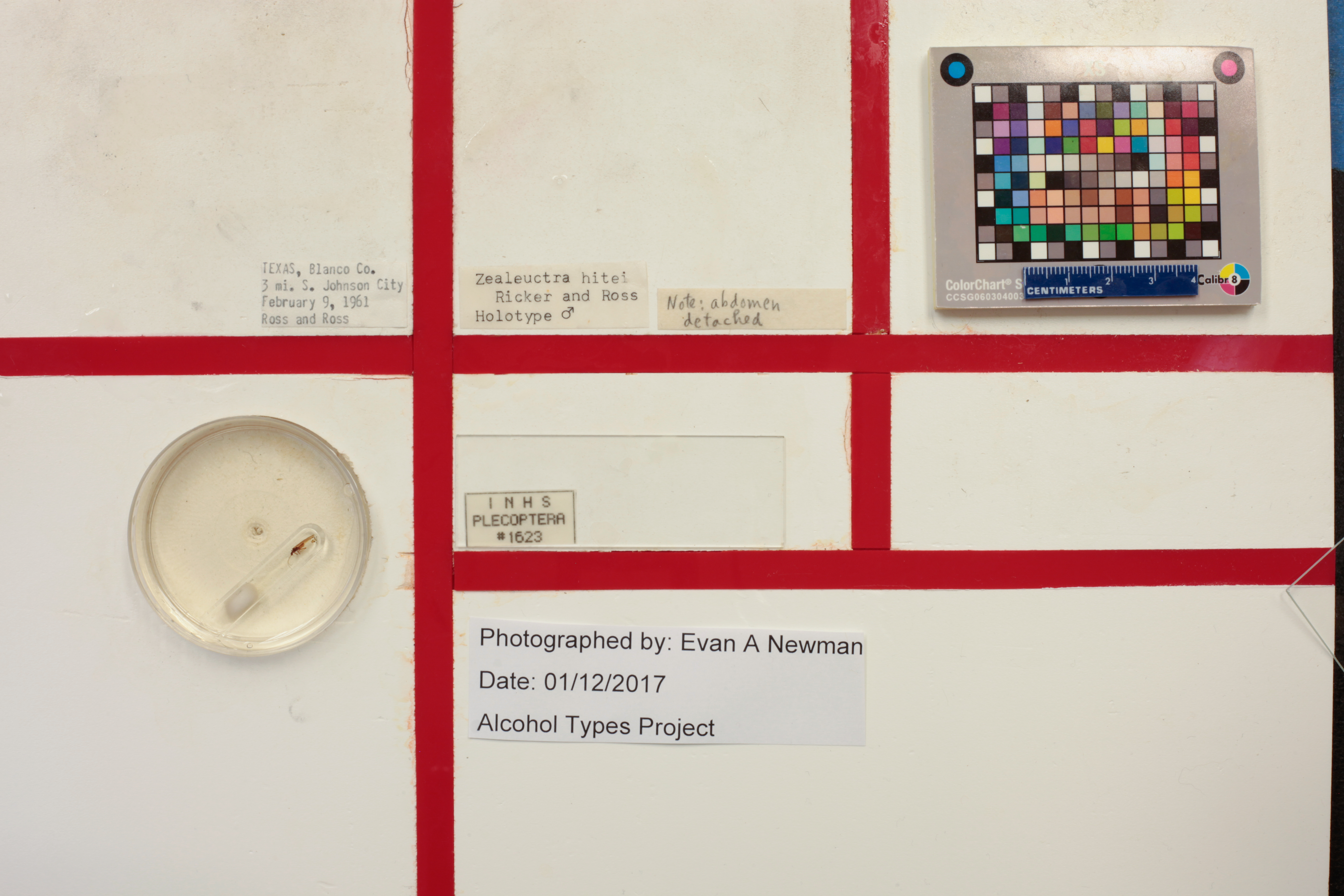 Zealeuctra hitei Ricker & Ross, 1969: Holotype label data. (Otu).