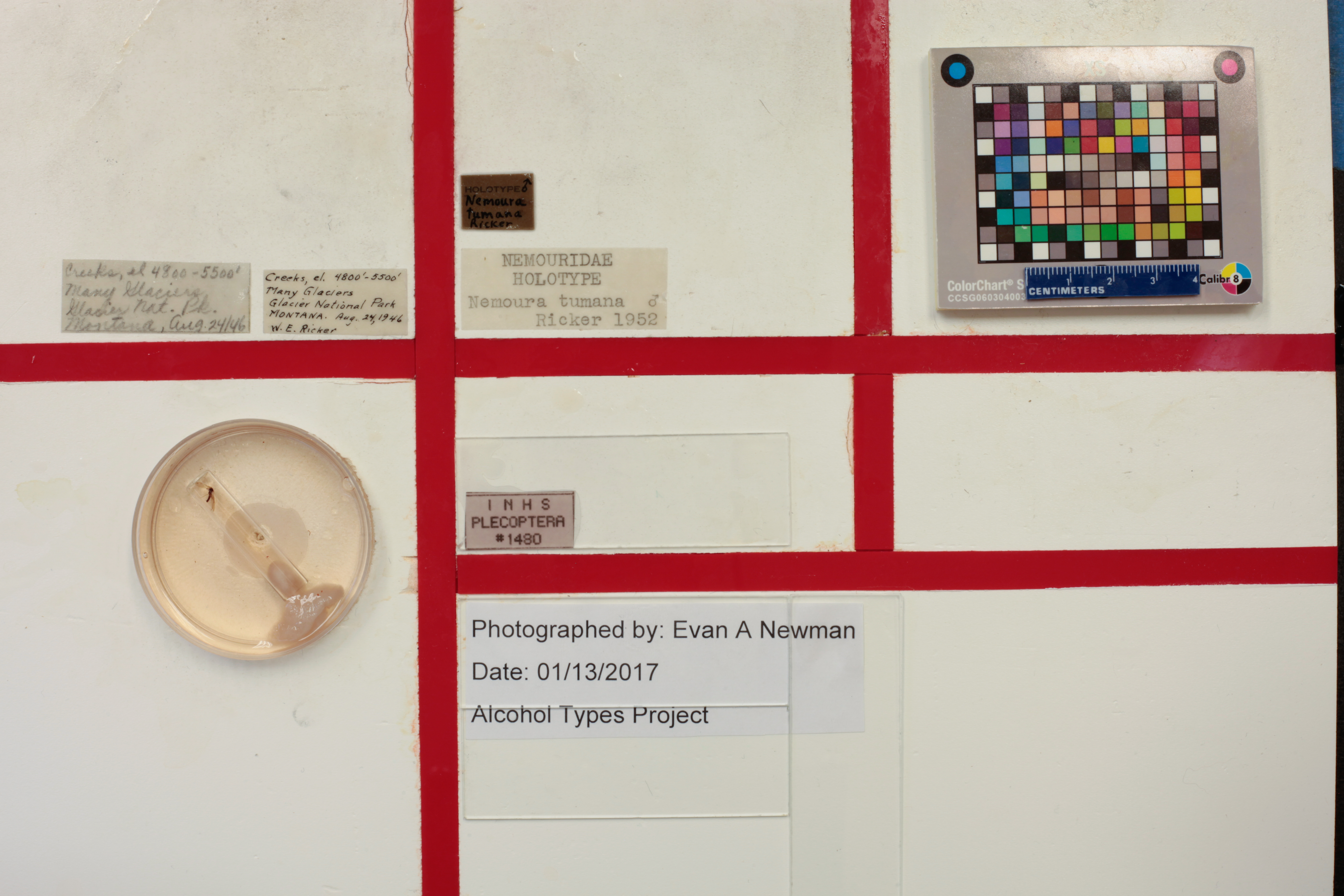 Lednia tumana (Ricker, 1952): Holotype label data. (Otu).