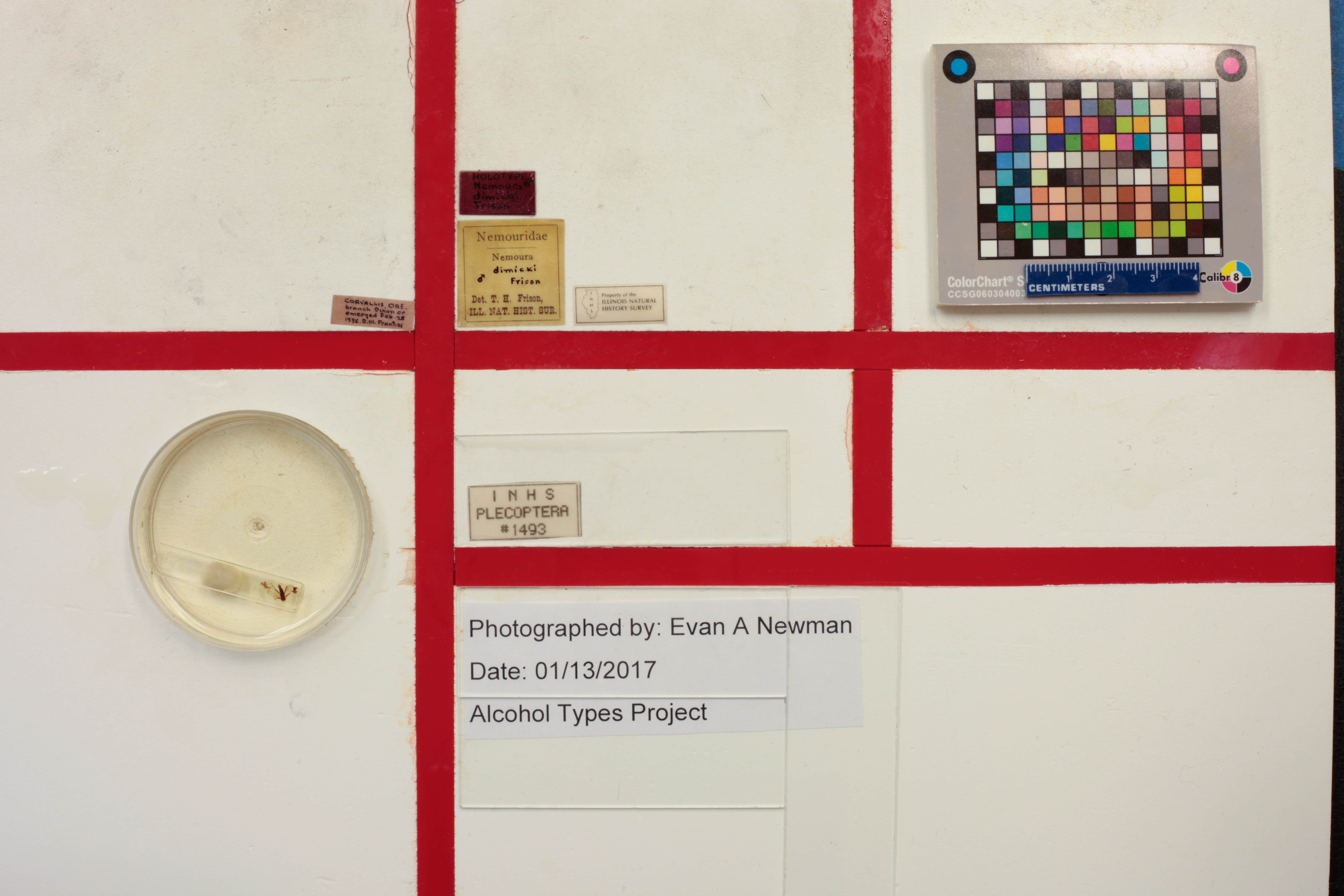 Ostrocerca dimicki (Frison, 1936): Holotype label data. (Otu).