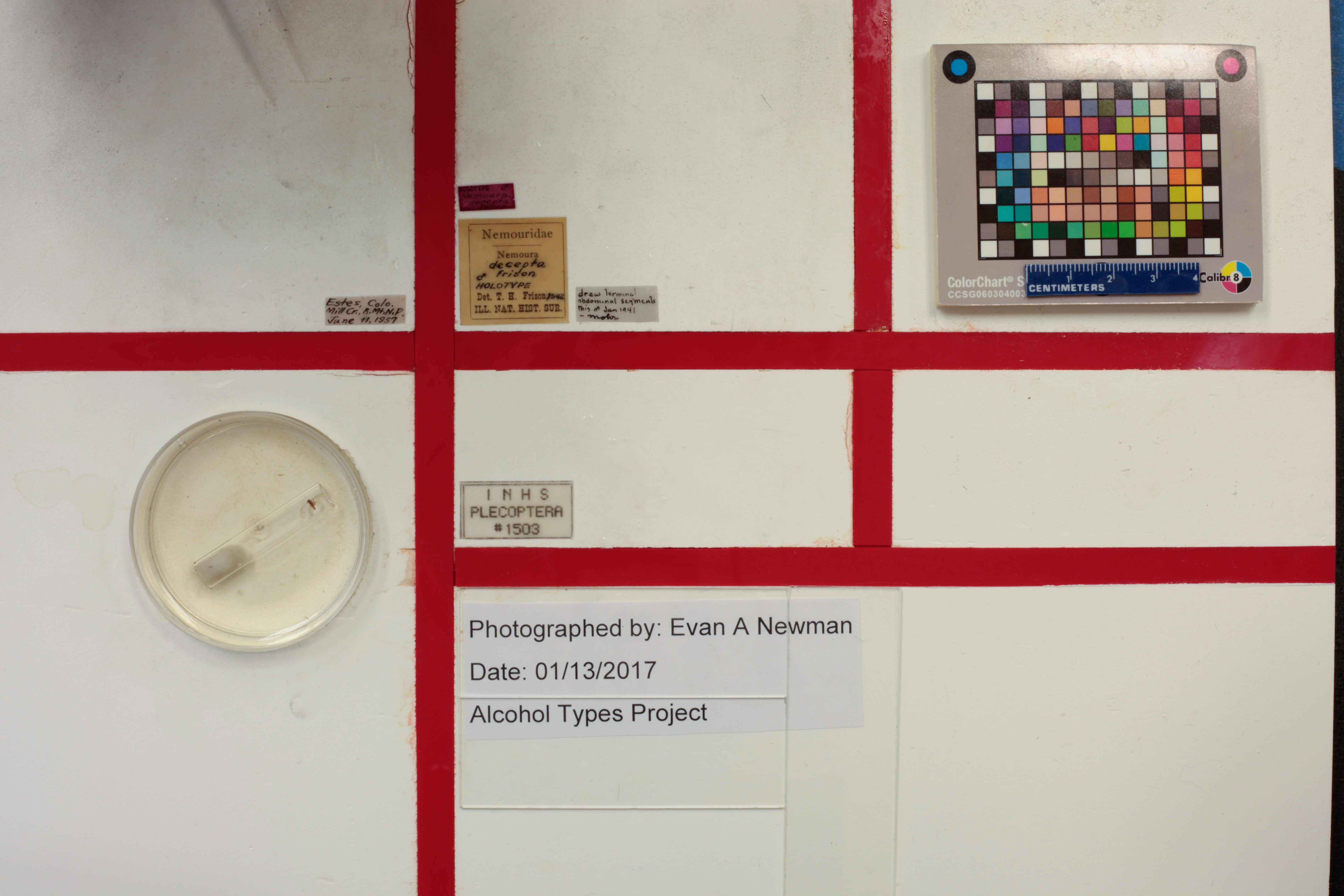 Podmosta decepta (Frison, 1942): Holotype label data. (Otu).