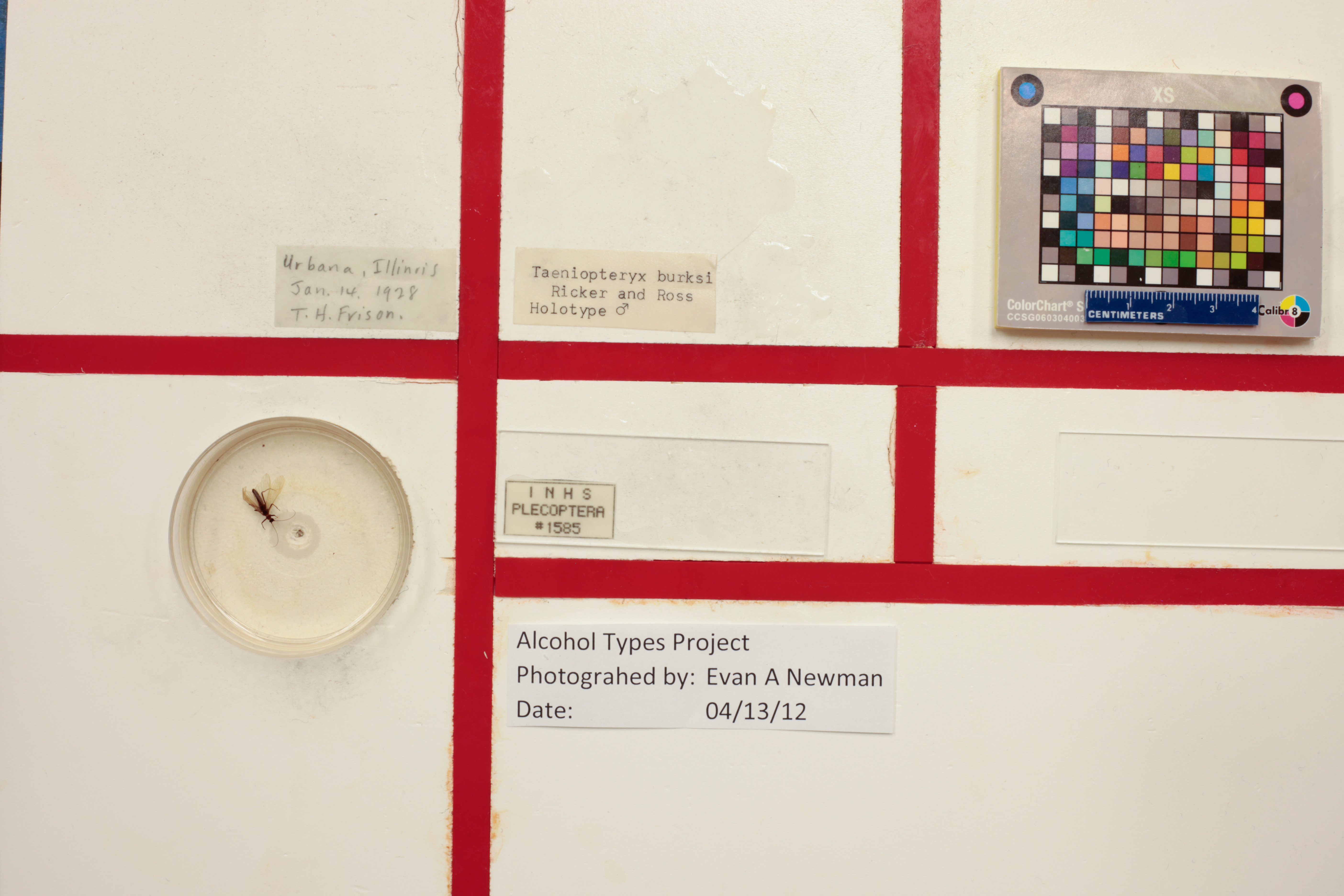 Taeniopteryx burksi Ricker & Ross, 1968: Holotype label data. (Otu).