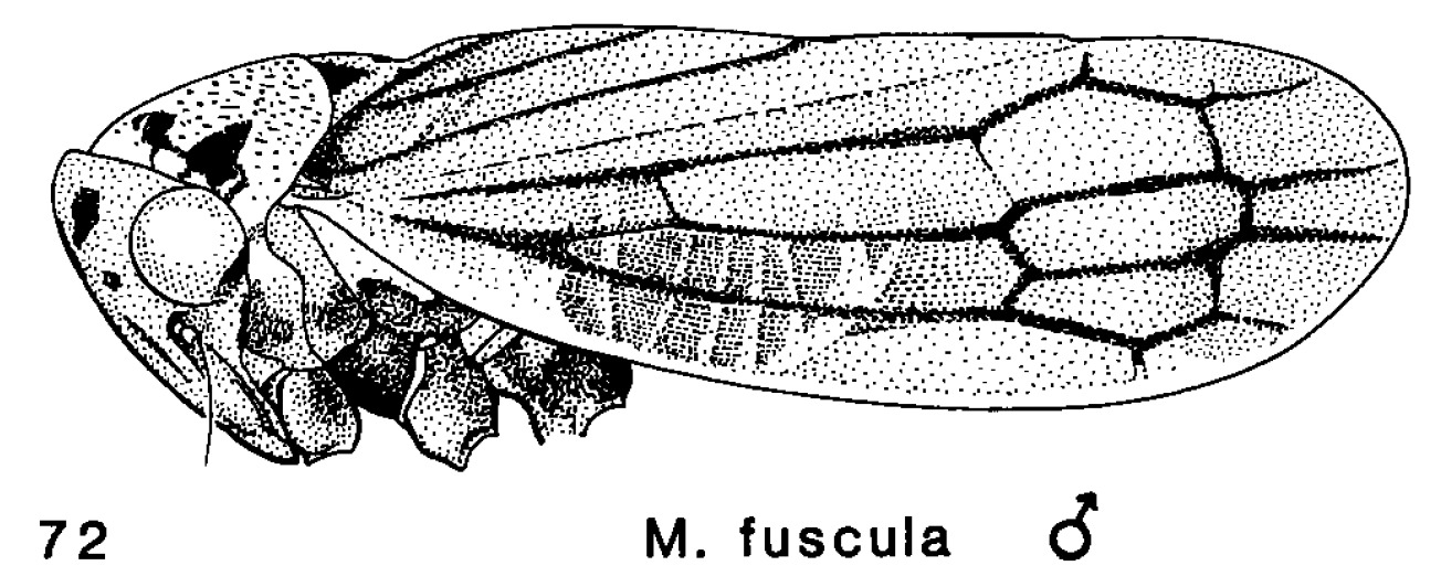 Habitus, lateral view: !! display not done !! on Macropsis (Macropsis) fuscula (Zetterstedt, 1828): (Observation).