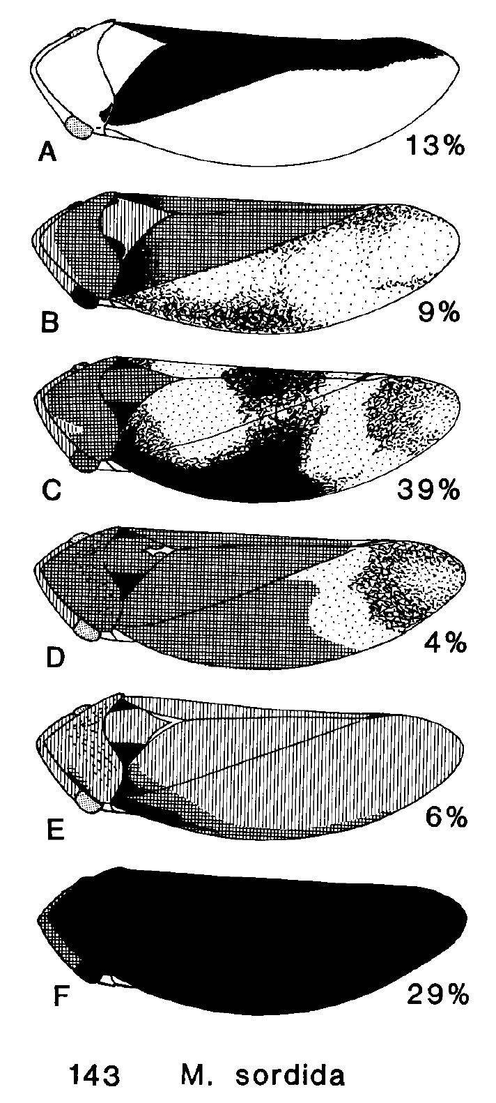 Habitus, lateral view: !! display not done !! on Macropsis (Neomacropsis) sordida (Van Duzee, 1894): (Observation).