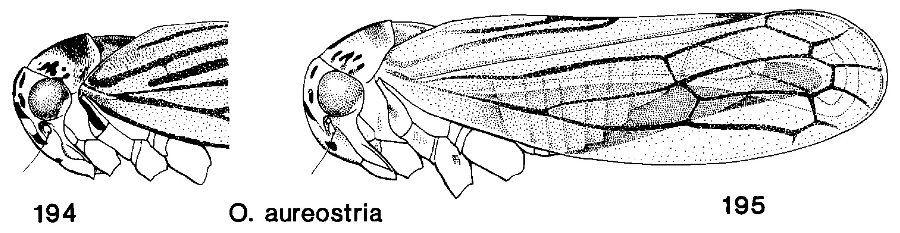 Habitus, lateral view: !! display not done !! on Oncopsis aureostria Hamilton, 1983: (Observation).