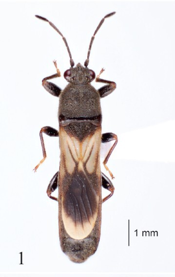 CollectionObject 2729393; MLP11000, cbacca72-eb25-4810-a253-e3c21f5ae4d2, MLP11000: (CollectionObject).