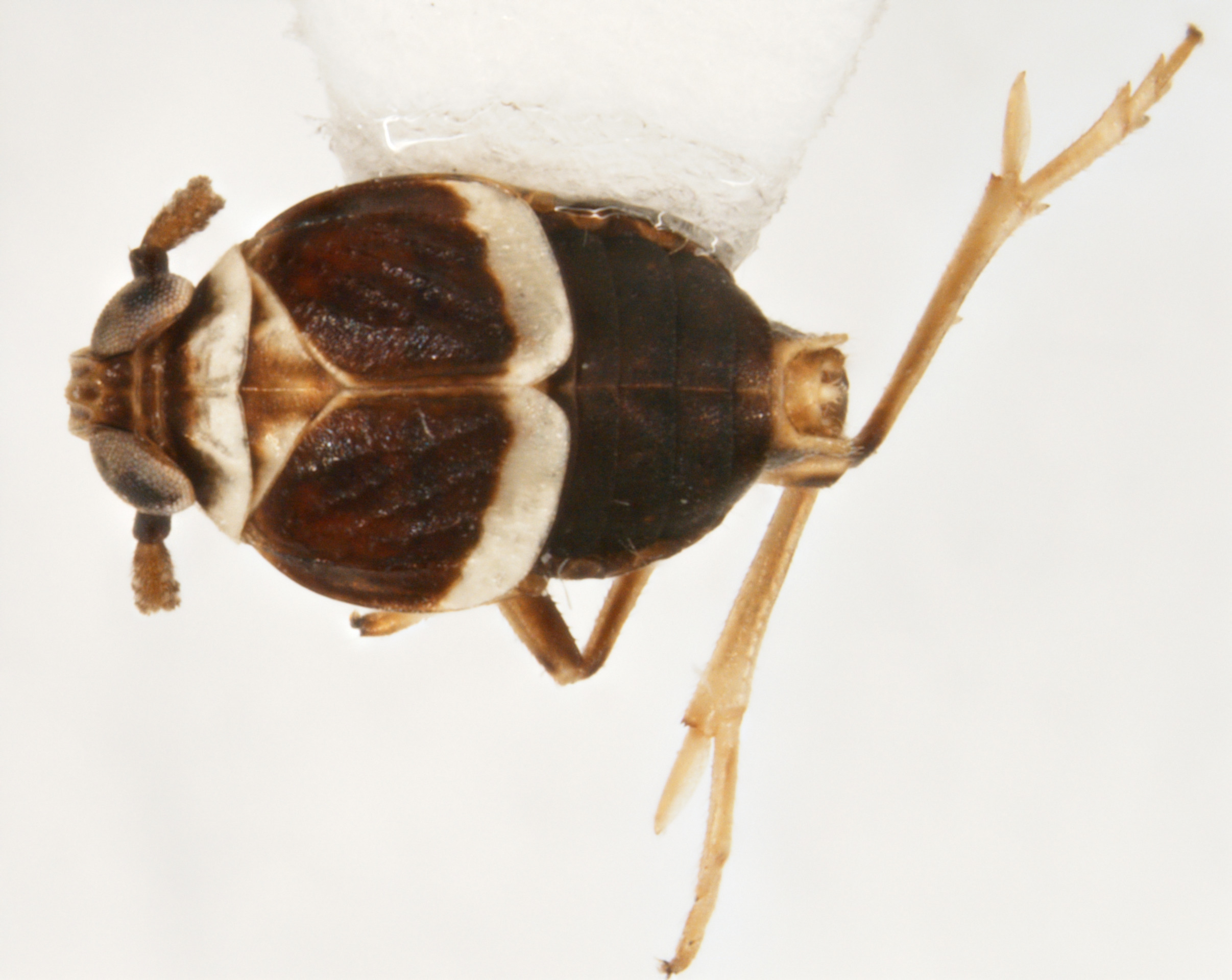 Habitus, dorsal view: !! display not done !! on Pissonotus albivultus Morgan & Beamer, 1949: (Observation).