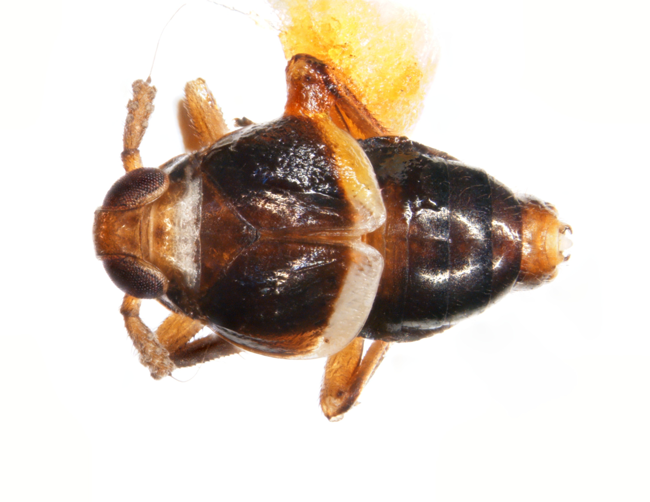 Habitus, dorsal view: !! display not done !! on Pissonotus basalis Van Duzee, 1897: (Observation).