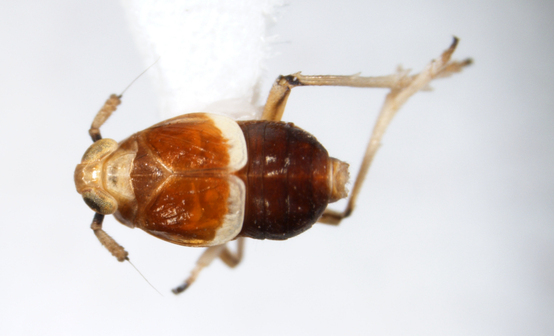 Habitus, dorsal view: !! display not done !! on Pissonotus delicatus Van Duzee, 1897: (Observation).