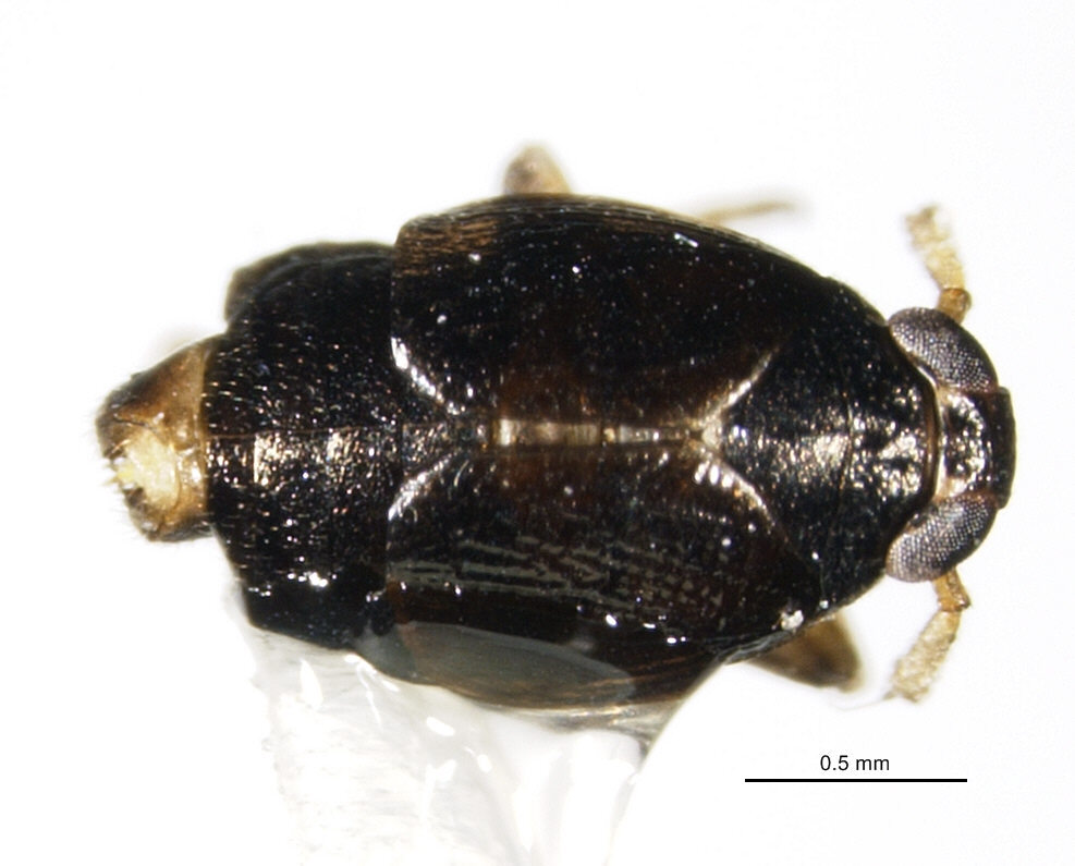 Habitus, dorsal view: !! display not done !! on Pissonotus divergens Bartlett, 2000: (Observation).