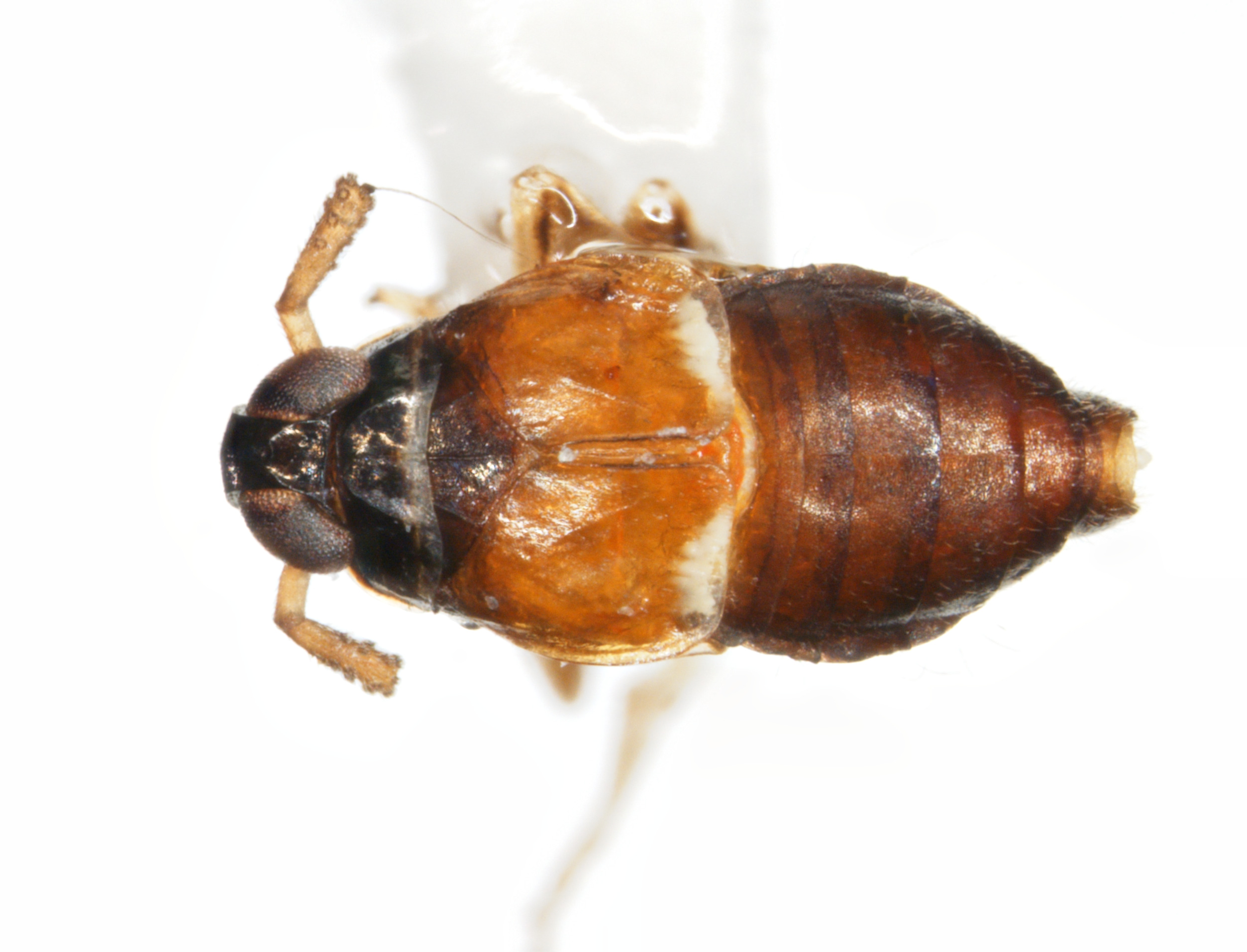 Habitus, dorsal view: !! display not done !! on Pissonotus guttatus Spooner, 1912: (Observation).