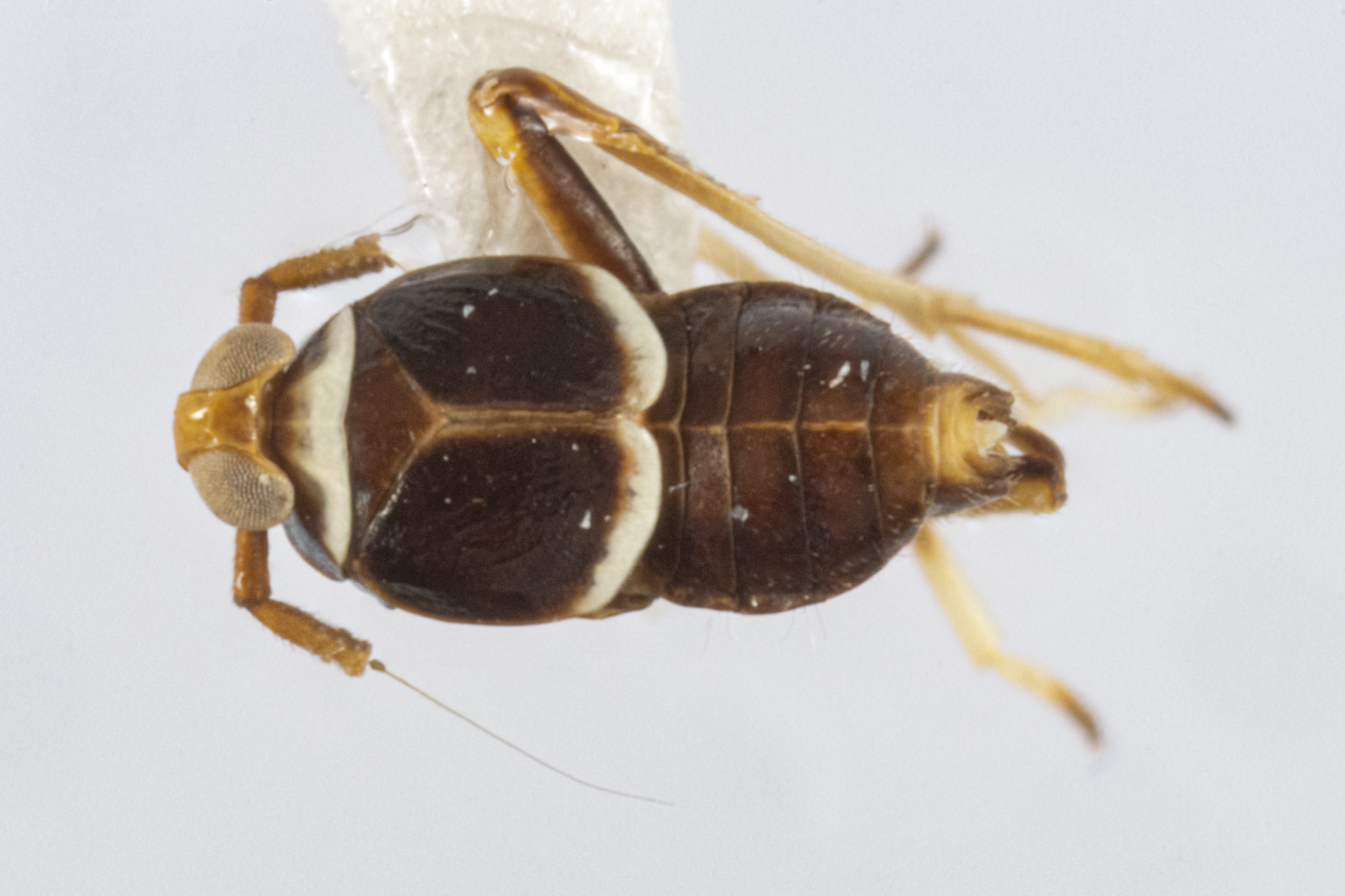 Habitus, dorsal view: !! display not done !! on Pissonotus muiri Metcalf, 1943: (Observation).