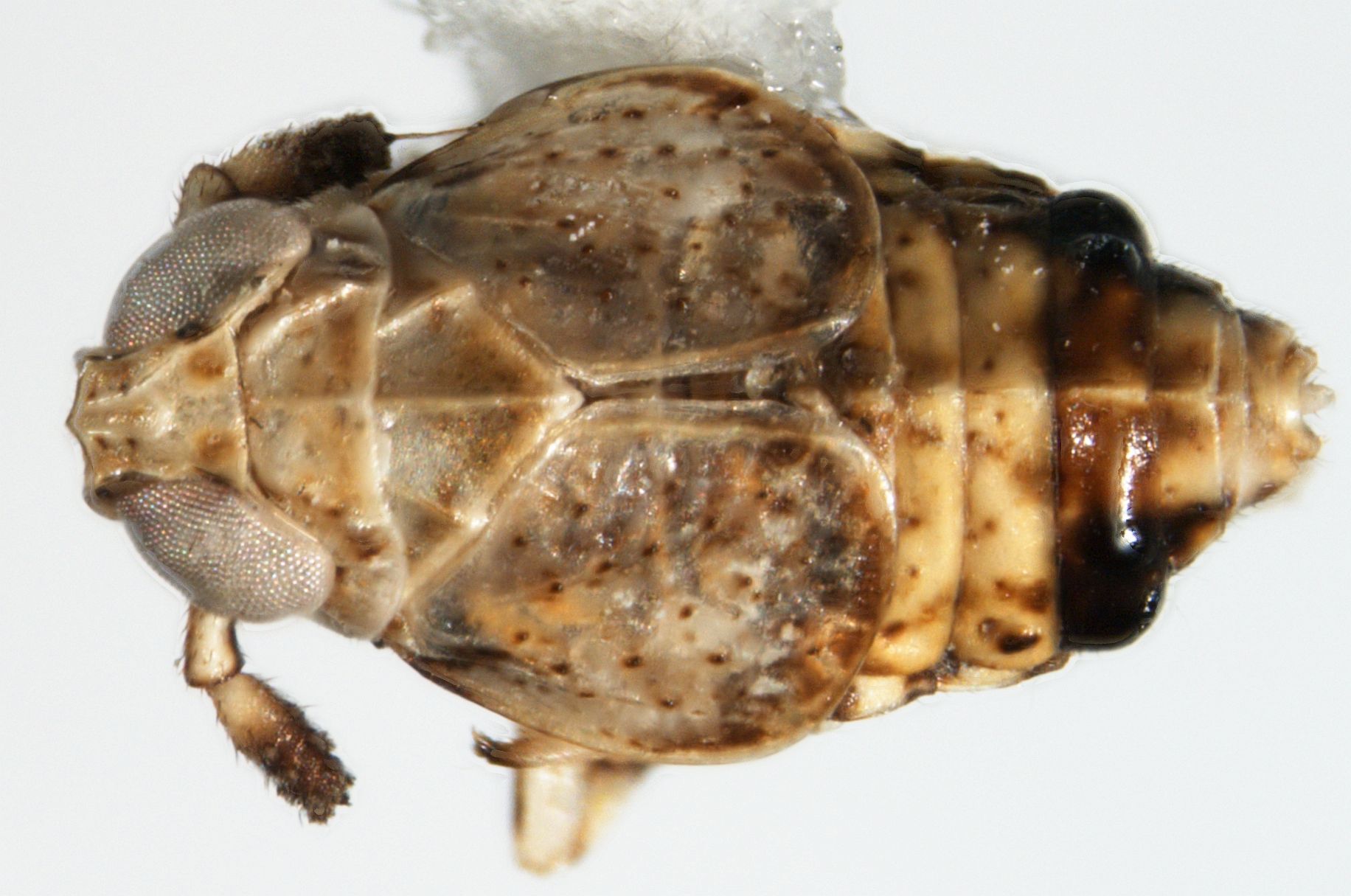 Habitus, dorsal view: !! display not done !! on Pissonotus quadripustulatus (Van Duzee, 1909): (Observation).
