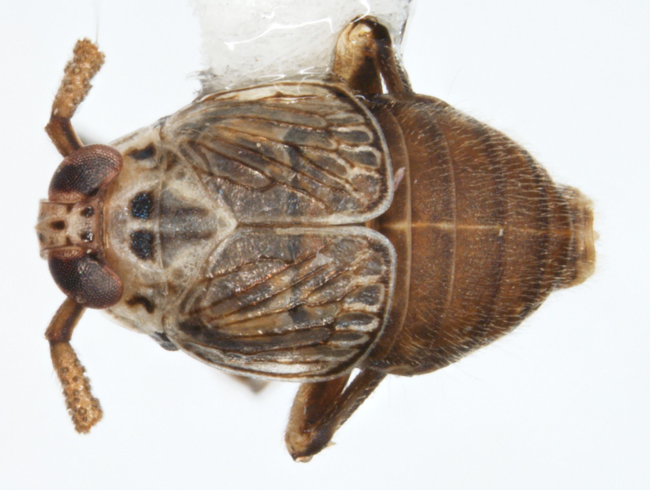 Habitus, dorsal view: !! display not done !! on Pissonotus tumidus Morgan & Beamer, 1949: (Observation).