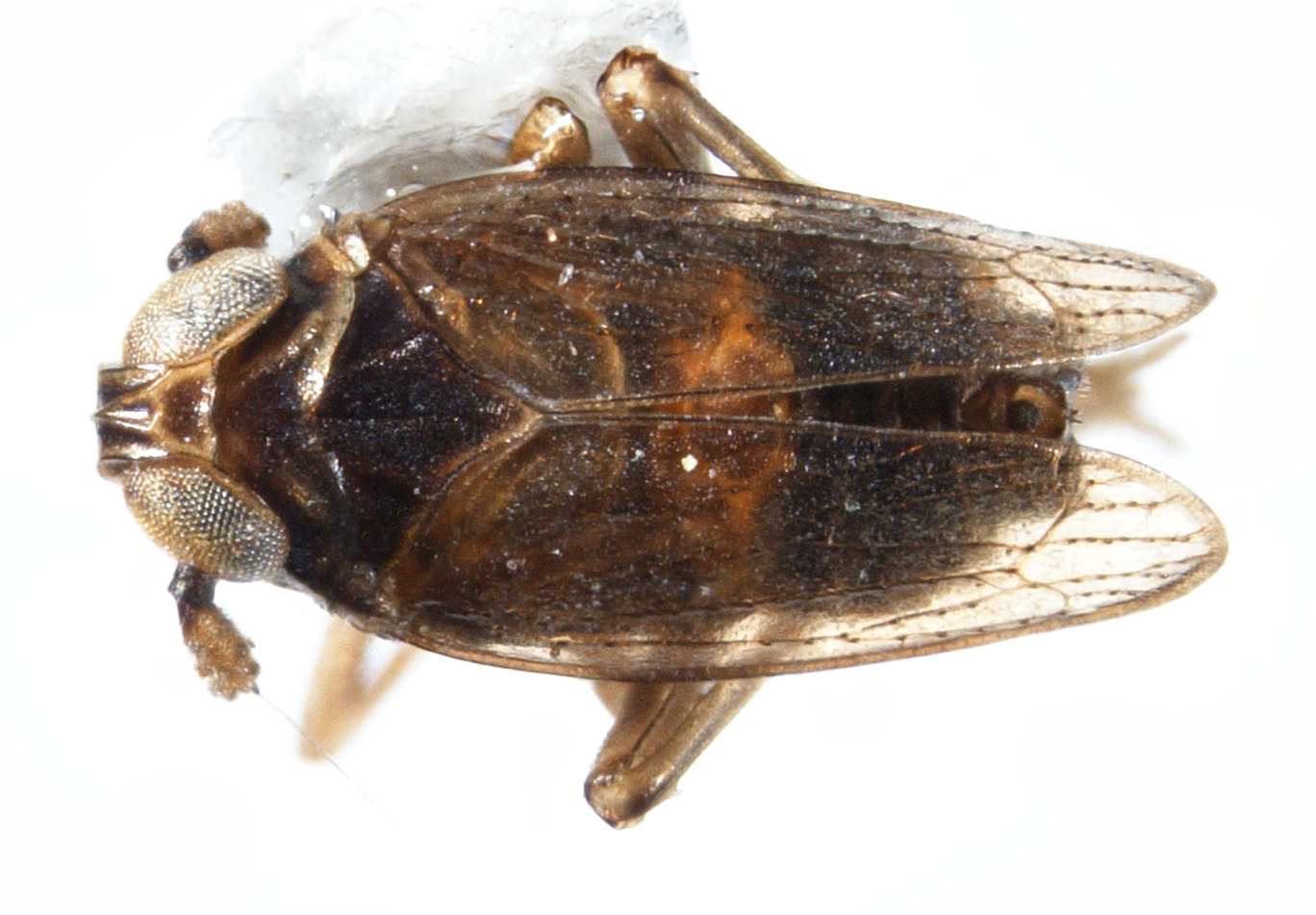 Habitus, dorsal view: !! display not done !! on Isodelphax basivitta (Van Duzee, 1909): (Observation).