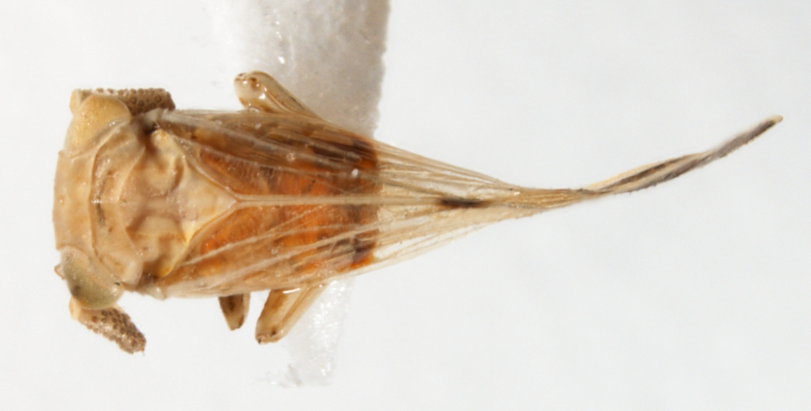 Habitus, dorsal view: !! display not done !! on Bostaera nasuta Ball, 1902: (Observation).