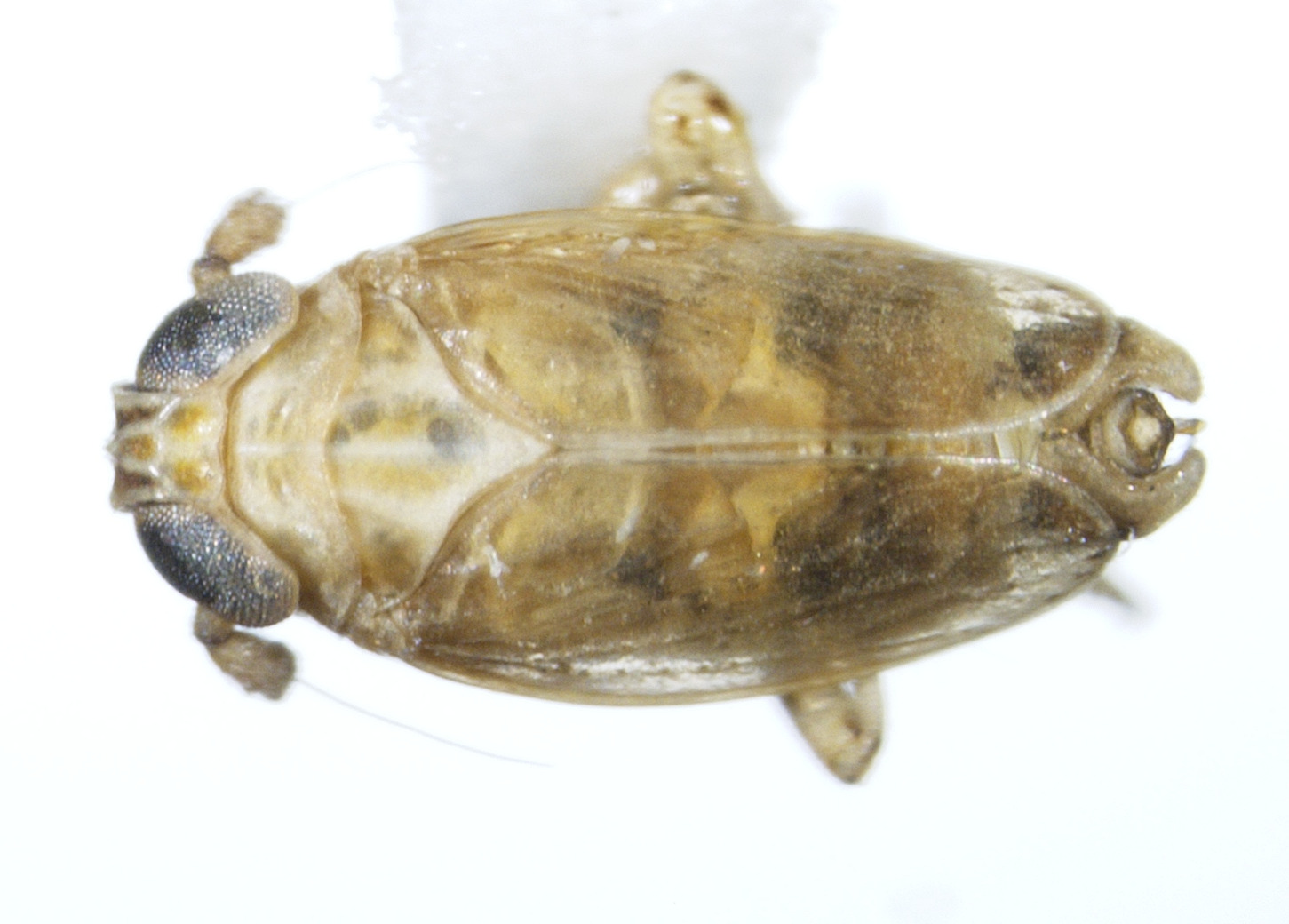 Habitus, dorsal view: !! display not done !! on Toya (Metadelphax) propinqua (Fieber, 1866): (Observation).