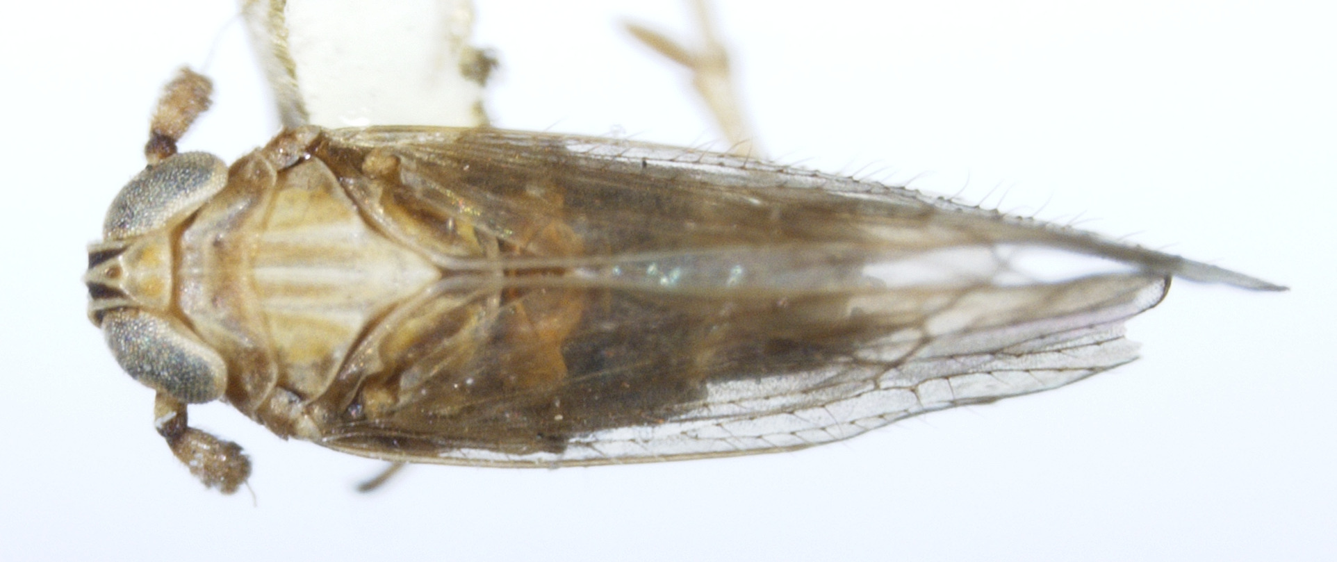 Habitus, dorsal view: !! display not done !! on Toya (Metadelphax) wetmorei (Muir & Giffard, 1924): (Observation).