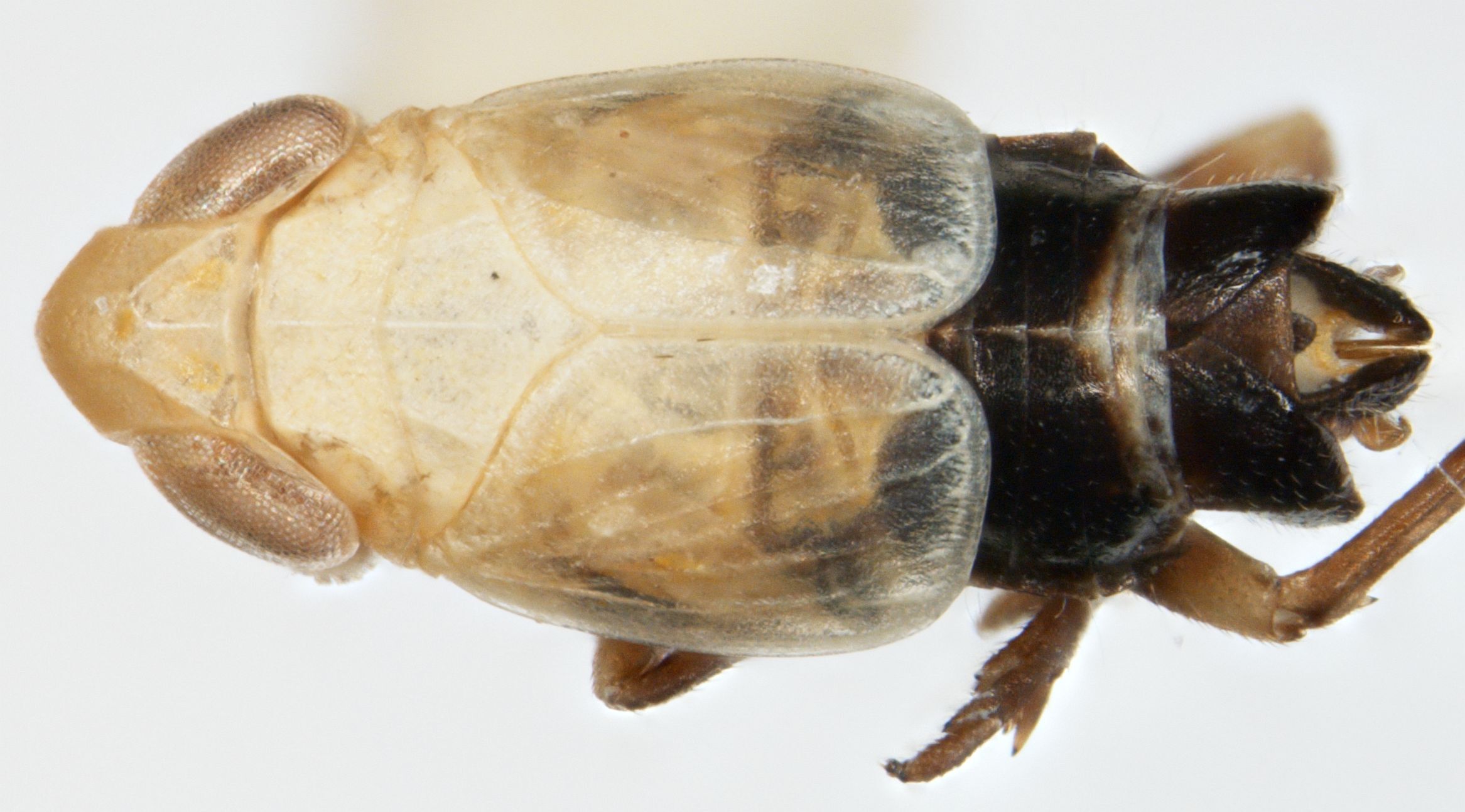 Habitus, dorsal view: !! display not done !! on Delphacinus mesomela (Boheman, 1850): (Observation).