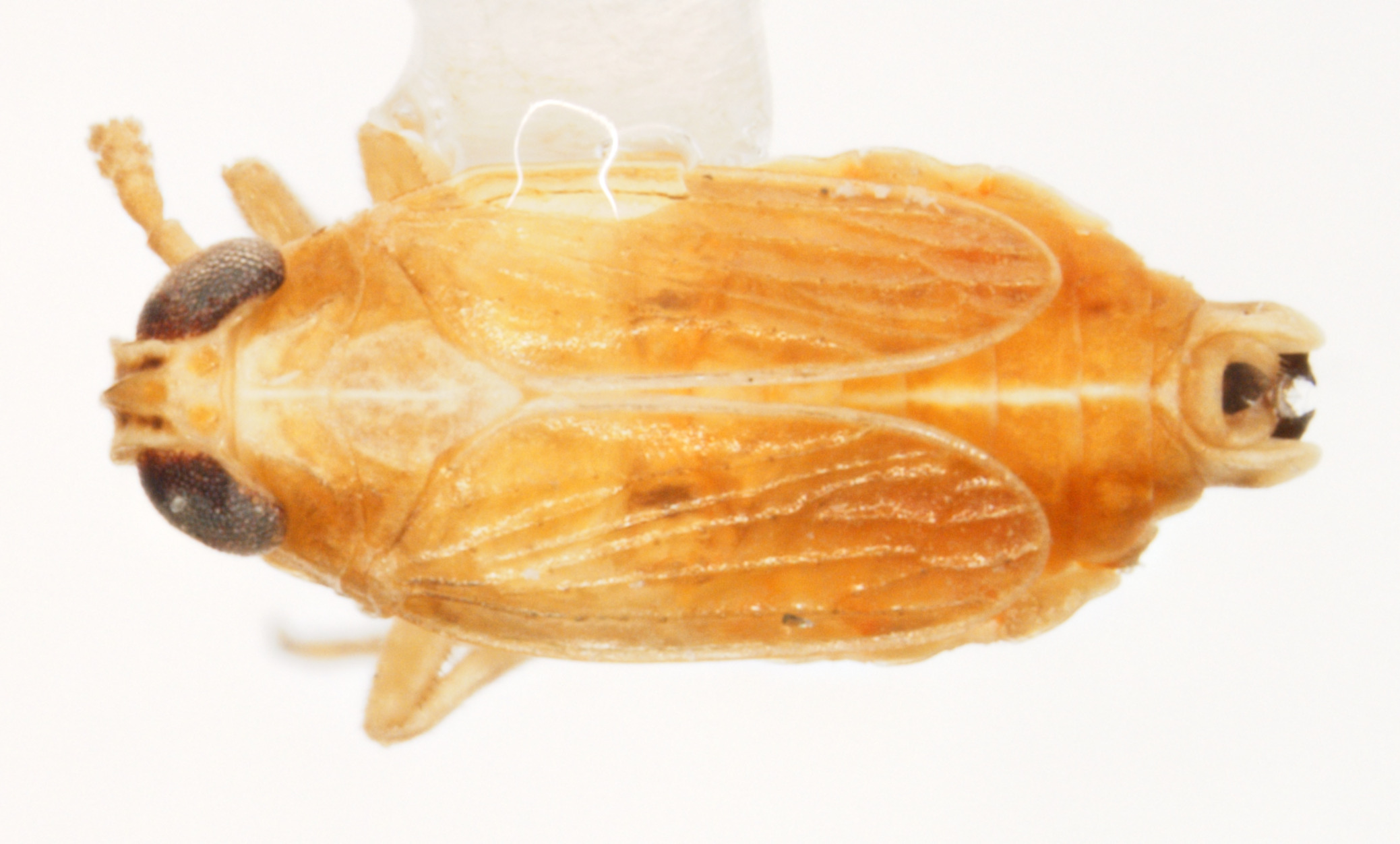 Habitus, dorsal view: !! display not done !! on Muellerianella laminalis (Van Duzee, 1897): (Observation).